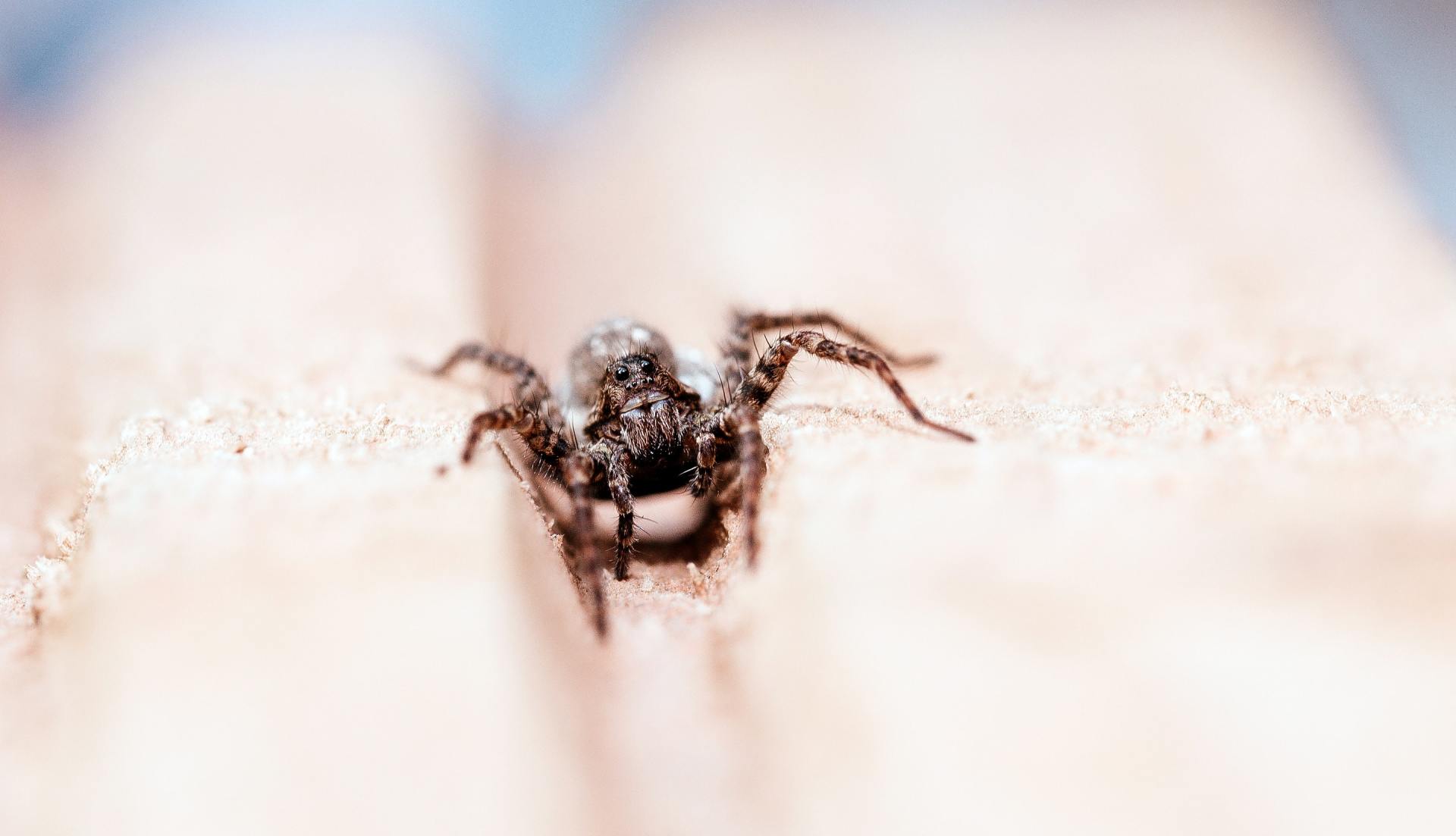 Hairy Wolf Spider