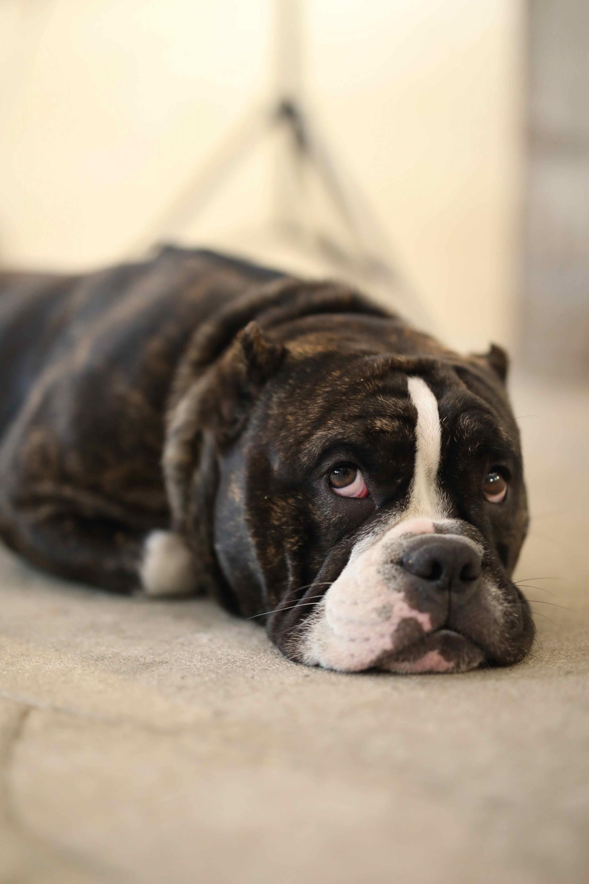 Dog Urine Removal