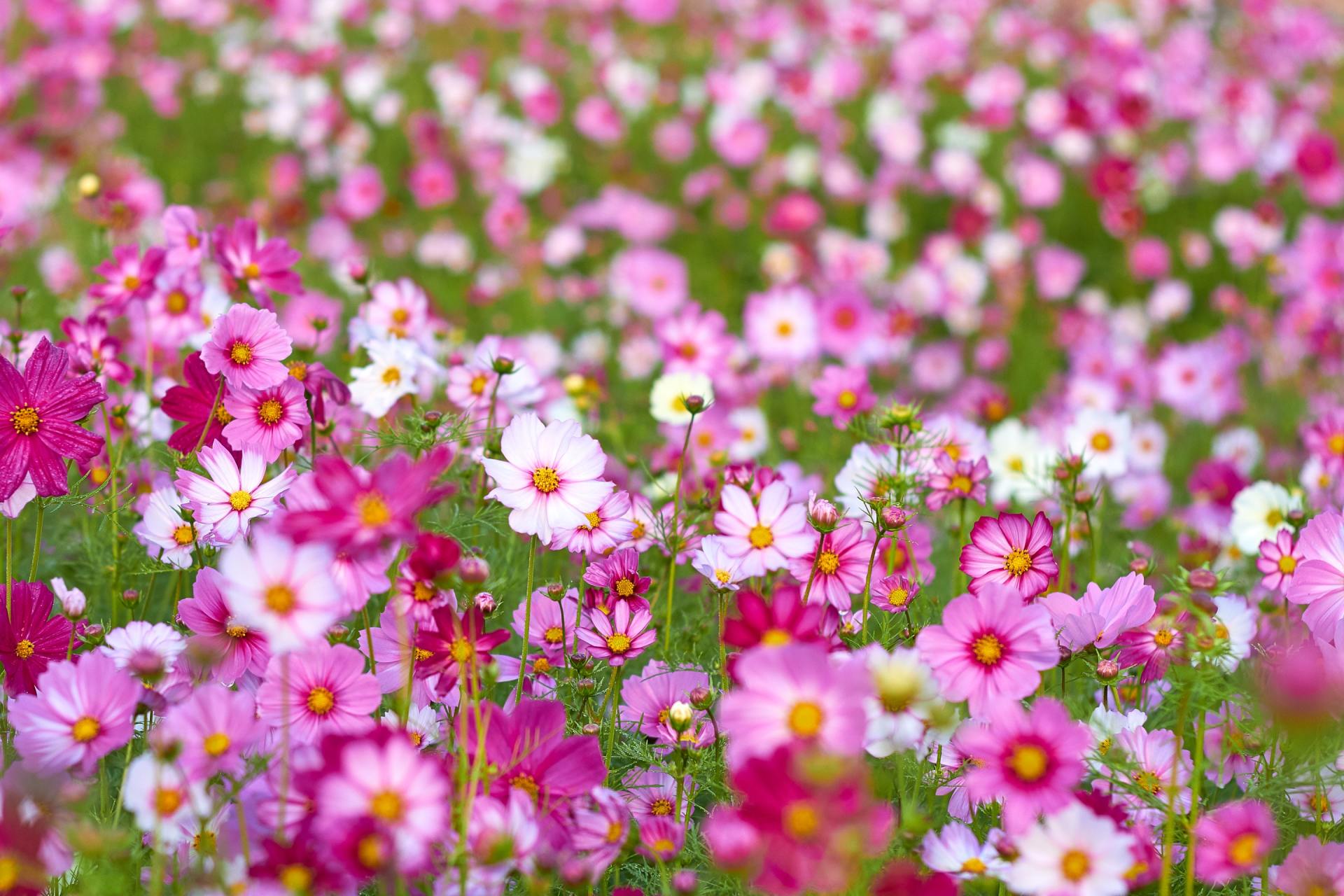 garden supplies shepparton