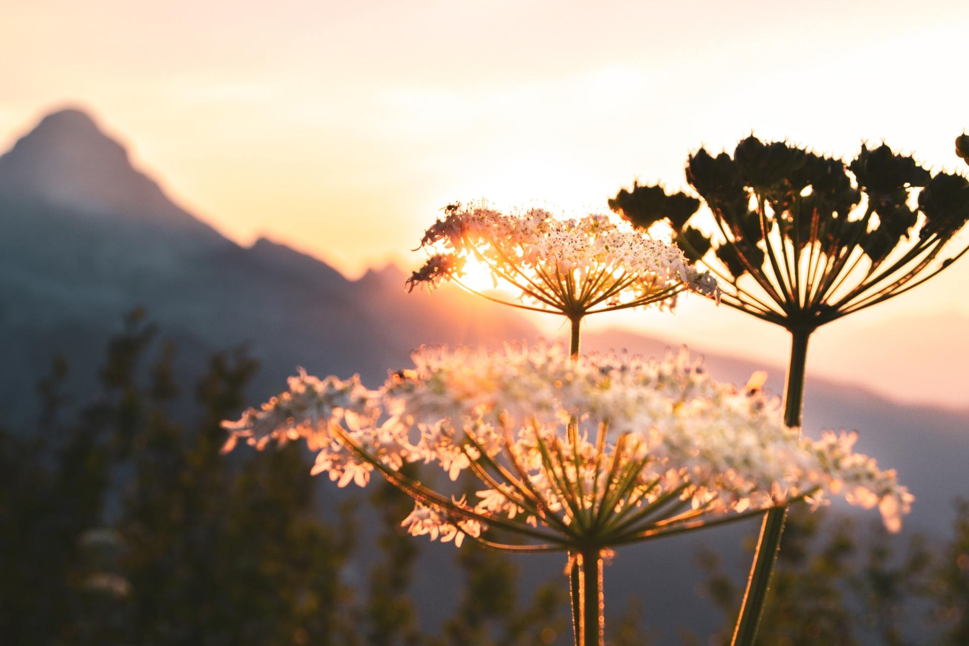 Eine Nahaufnahme einer Blume mit einem Berg im Hintergrund bei Sonnenuntergang.