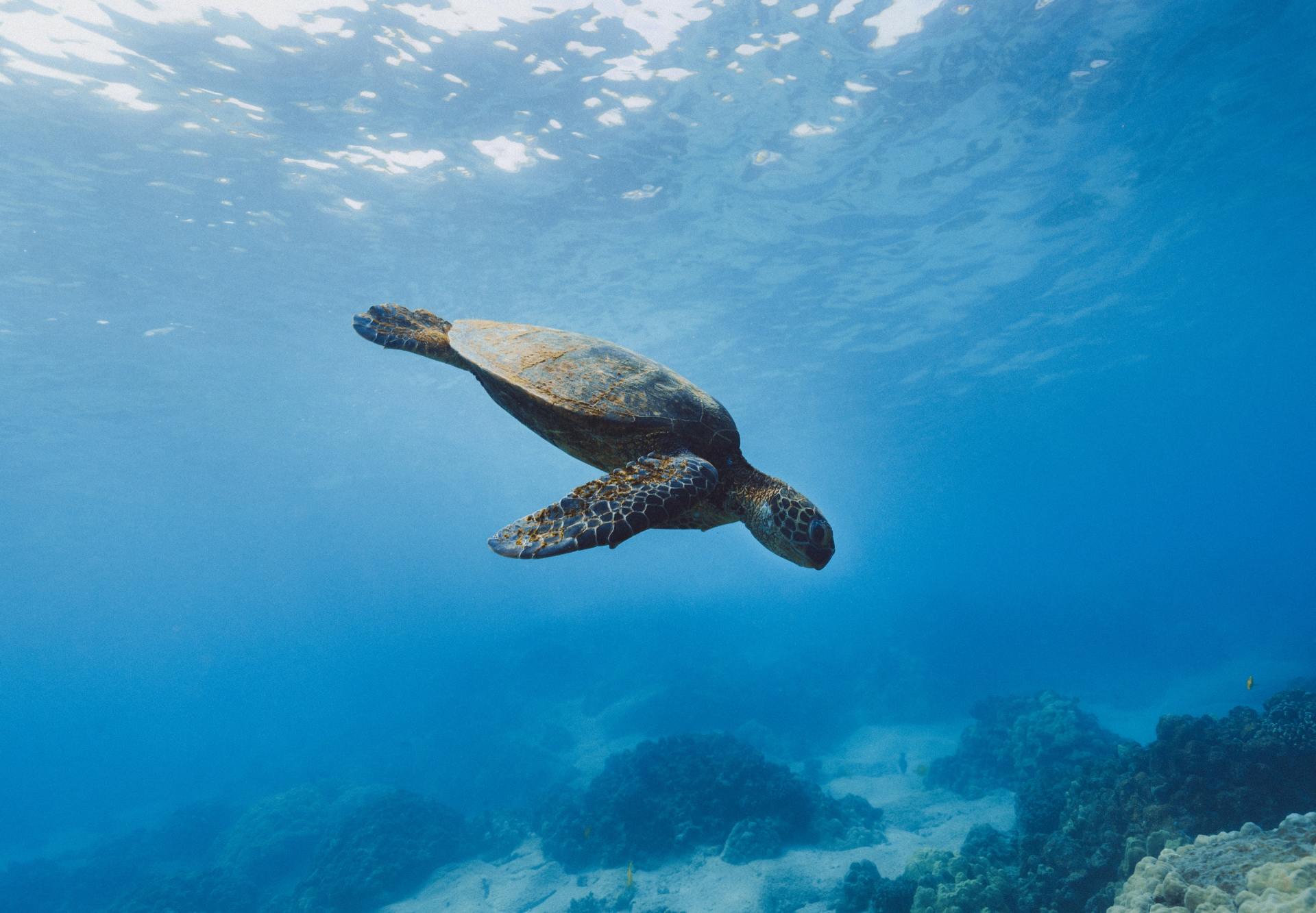 Sea turtle swims underwater with coral and sunlight in the background.