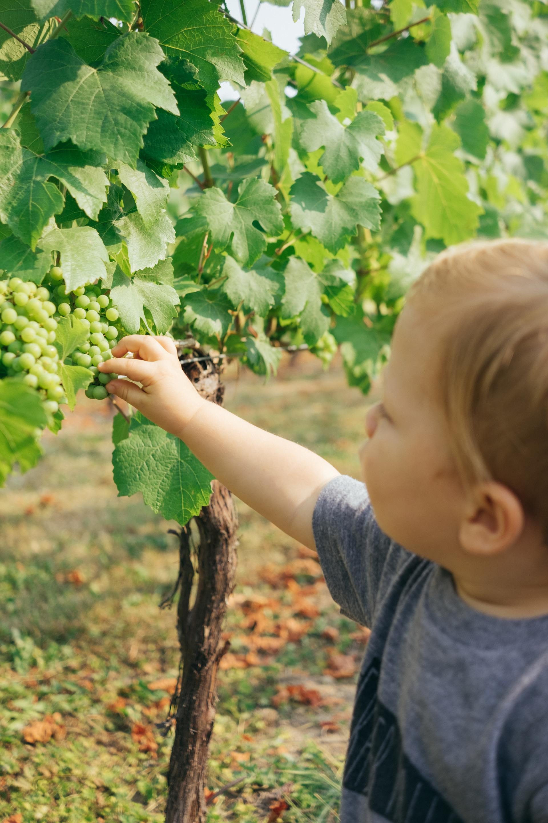 child picking fruit child picking fruit