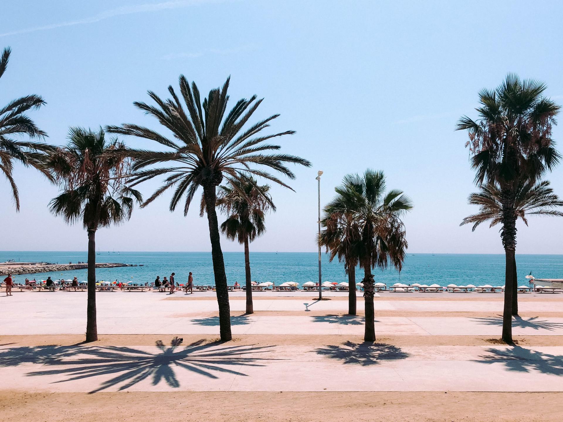 Eine Reihe von Palmen an einem Strand mit dem Meer im Hintergrund