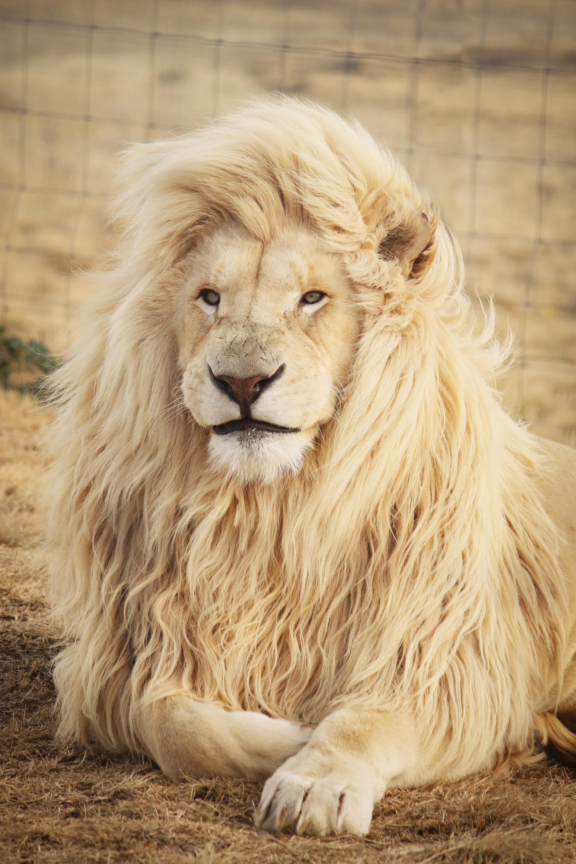 Photograph of a male lion laying down and looking into the distance beyond the camera