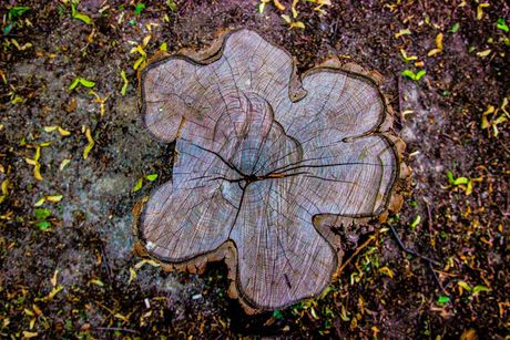 stump removal maplewood