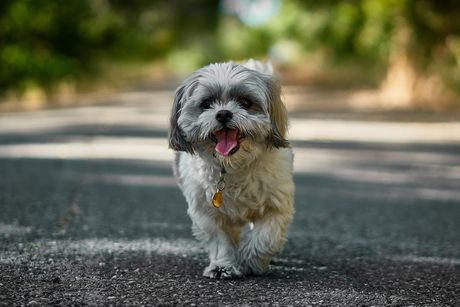 Shih Tzu walking down the road