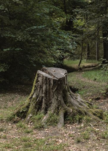 Stump in the backyard.