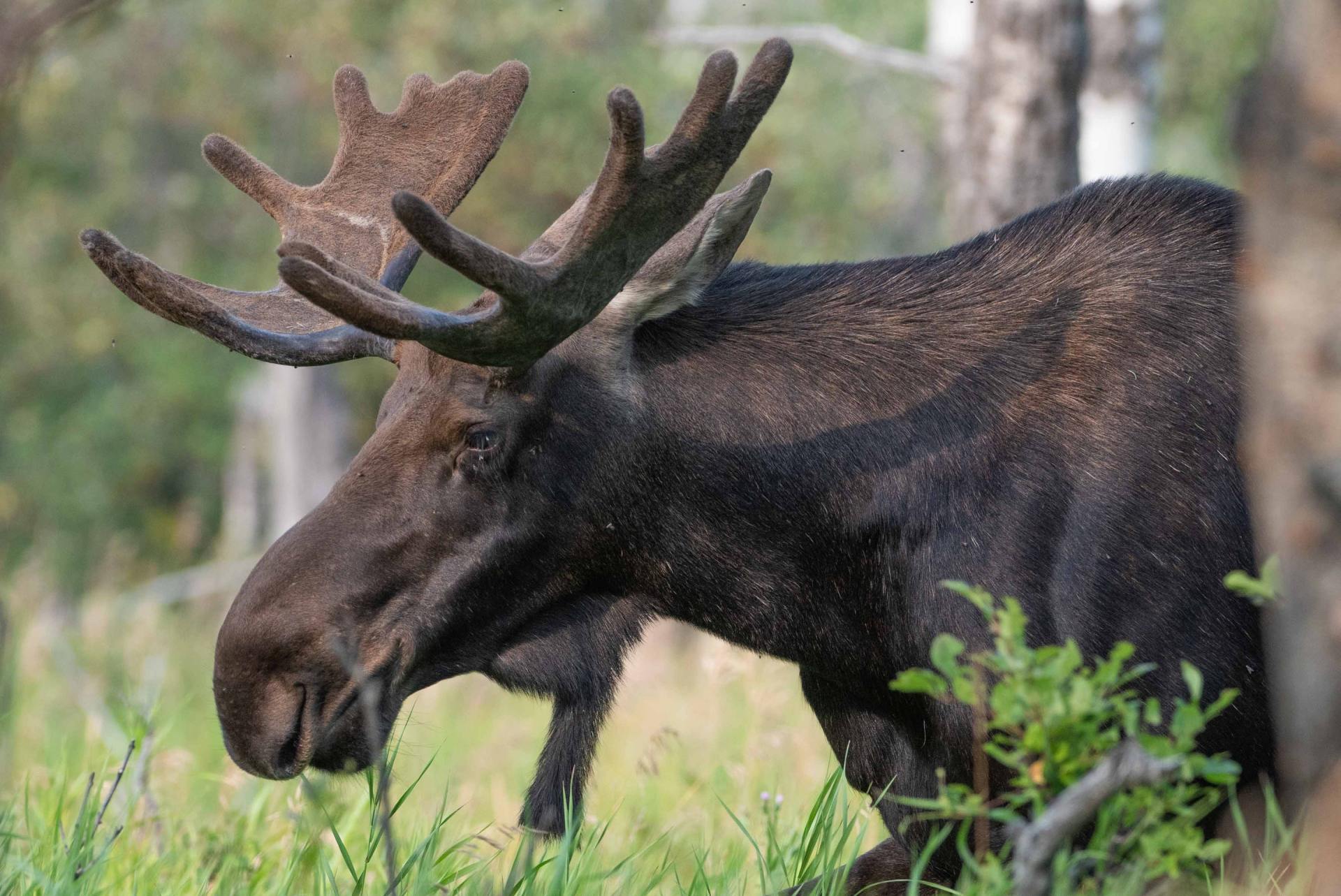 Älgtjuren får nya horn varje år