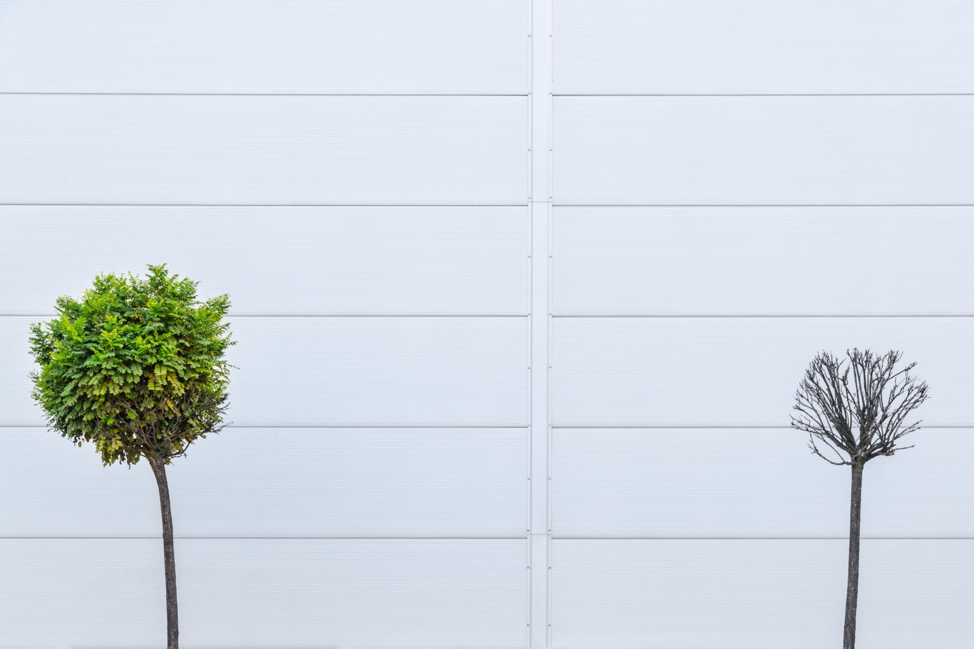 A living tree and a dead tree (Faithful Living a Life in Christ - Daily Devotional)