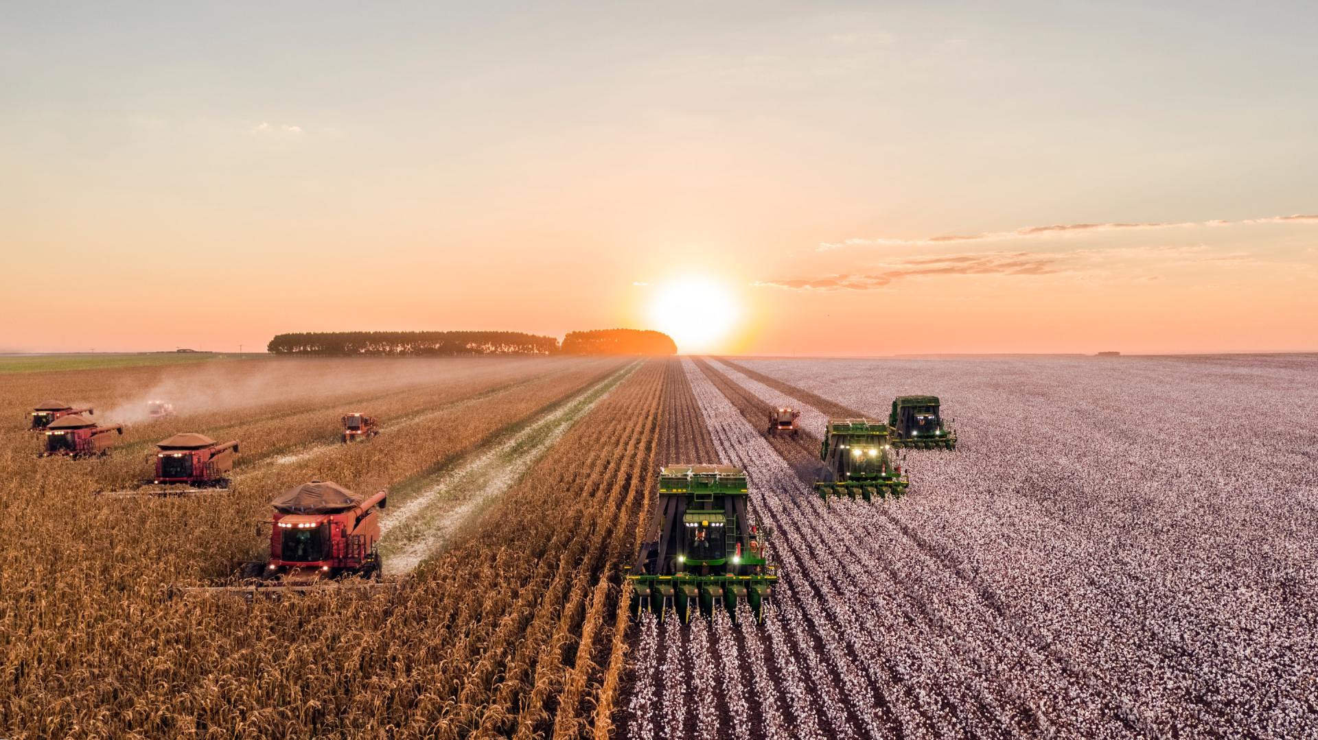 A group of tractors are working in a cotton field at sunset.