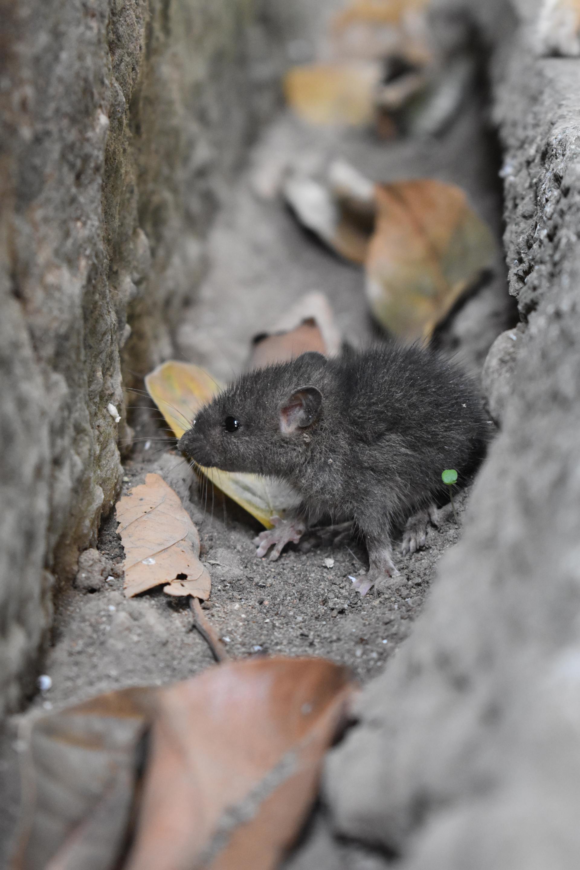 How To Keep Mice Out Of Your House