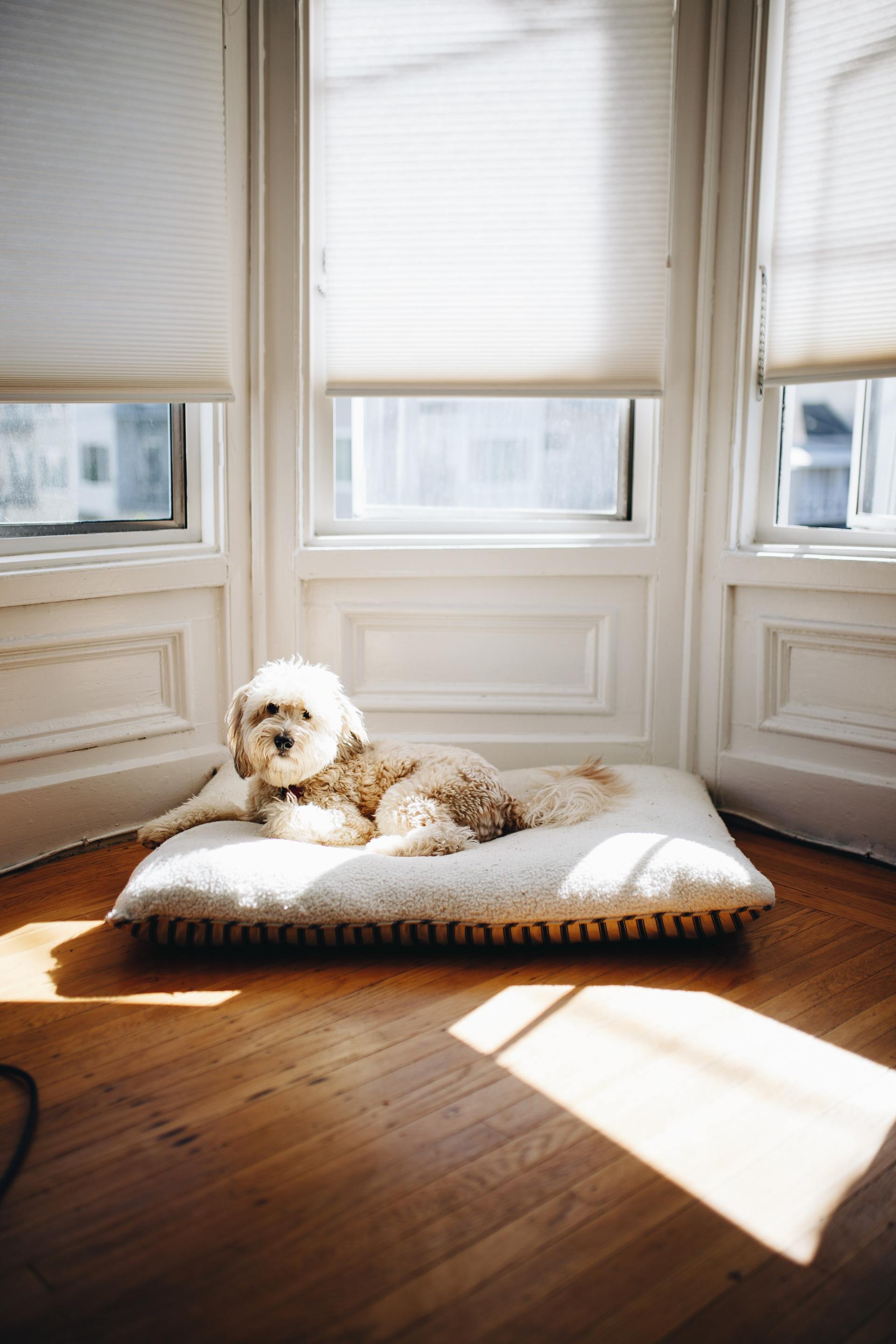 dog in apartment