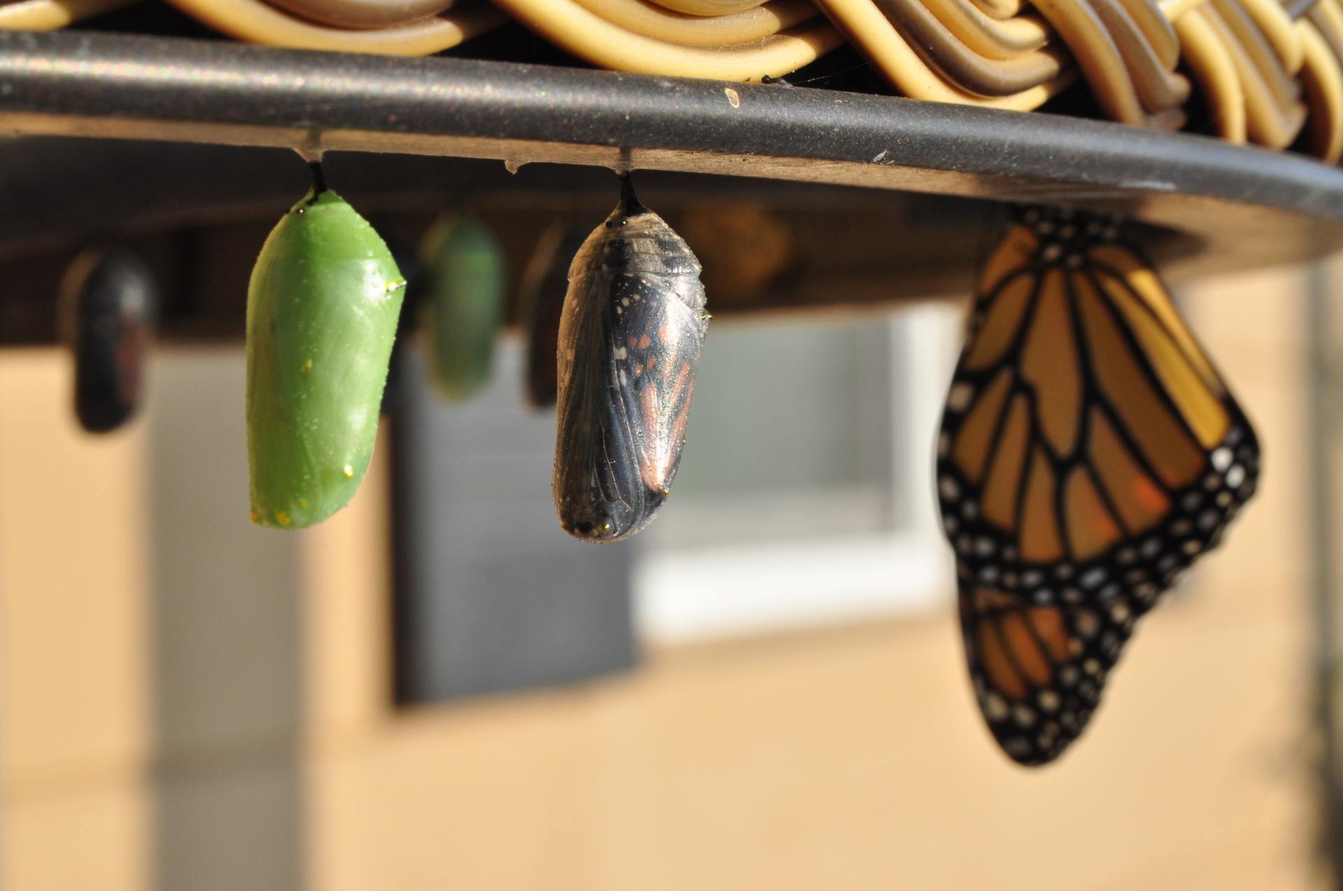 Mariposa monarca emergiendo de la crisálida, colgando de un objeto circular junto a otras crisálidas.