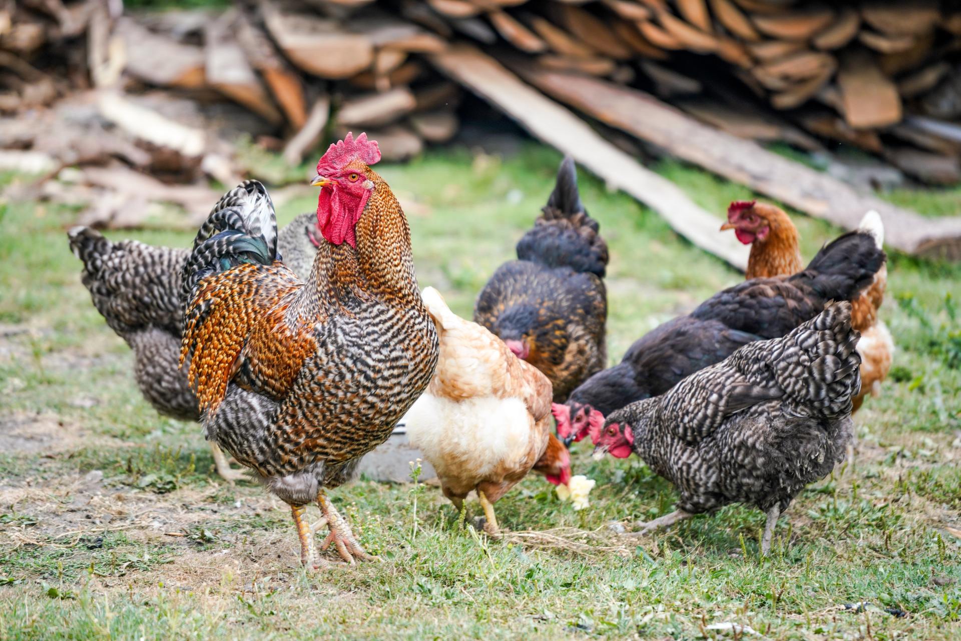 Several chickens pecking and foraging on grass outdoors, including a large speckled rooster.