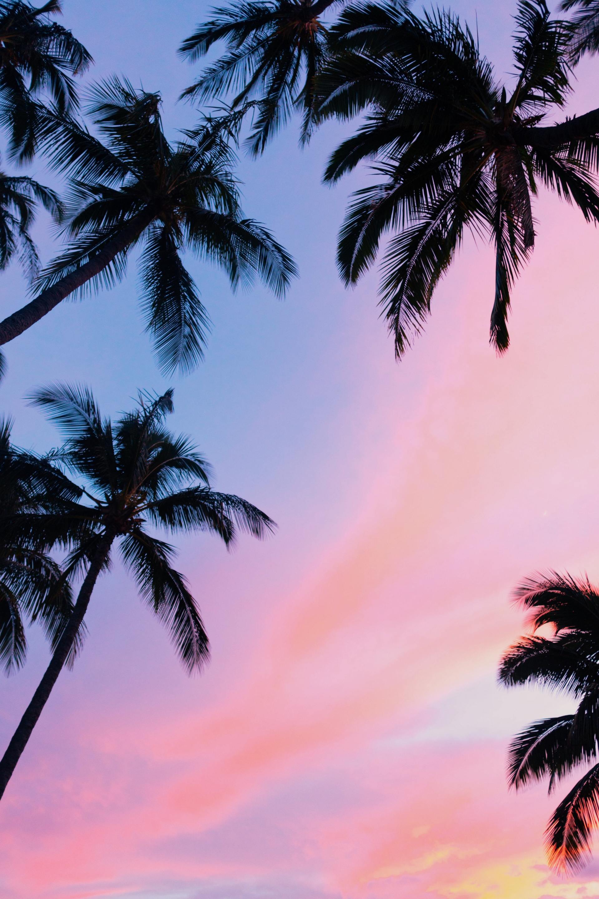 Silhouetted palm trees against a pink, orange, and blue sunset.