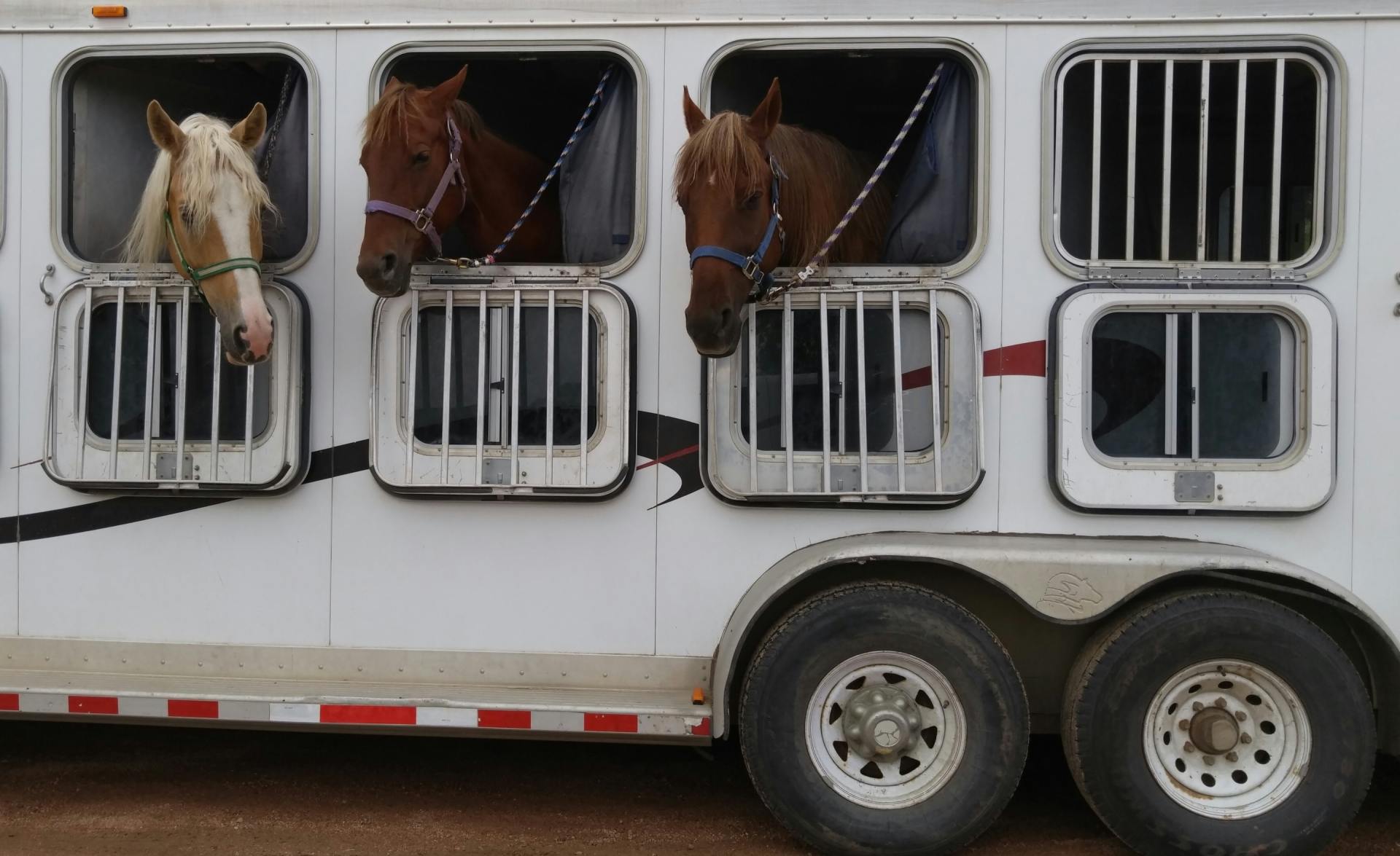 Three horses are looking out of the windows of a horse trailer.