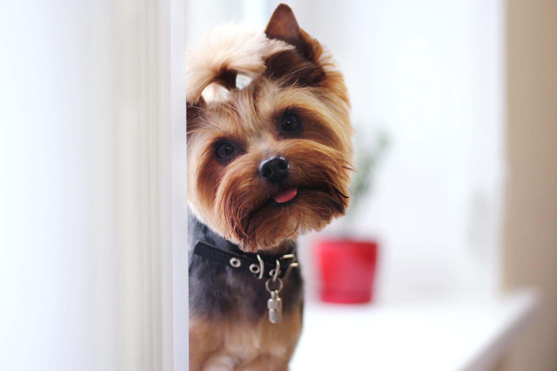Picture of cute Yorkie dog with fresh haircut after grooming