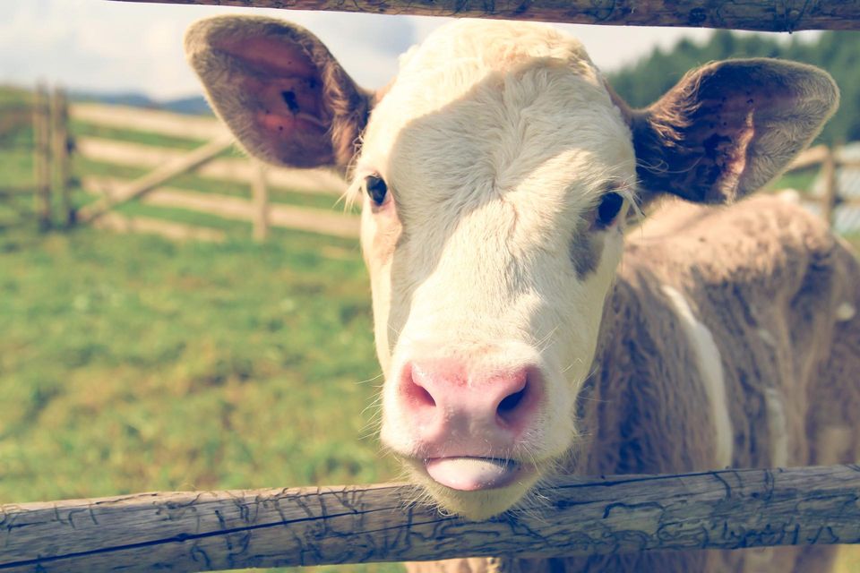 A cow with its tongue stuck out