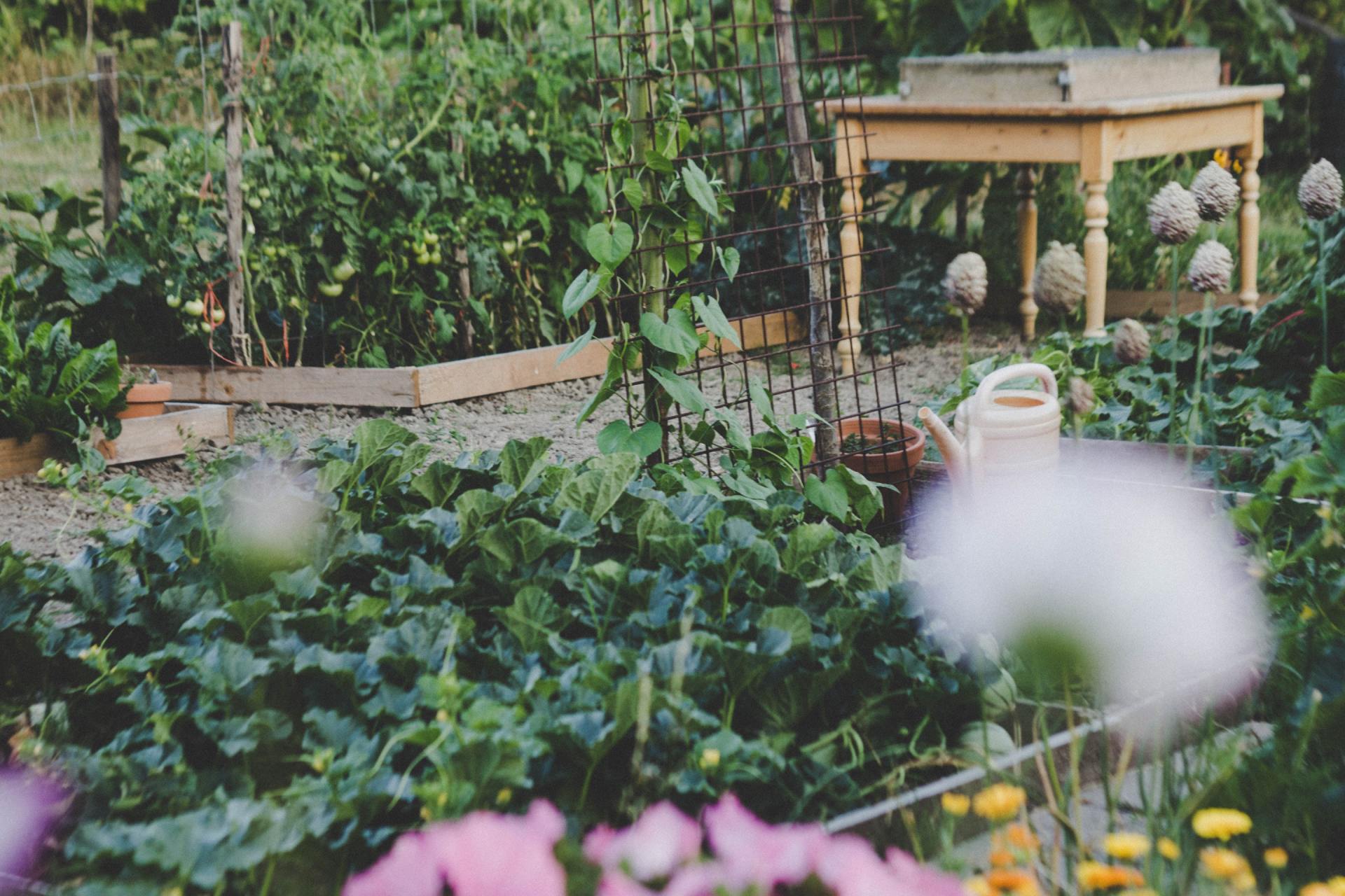 A thriving market garden with wooden potting table