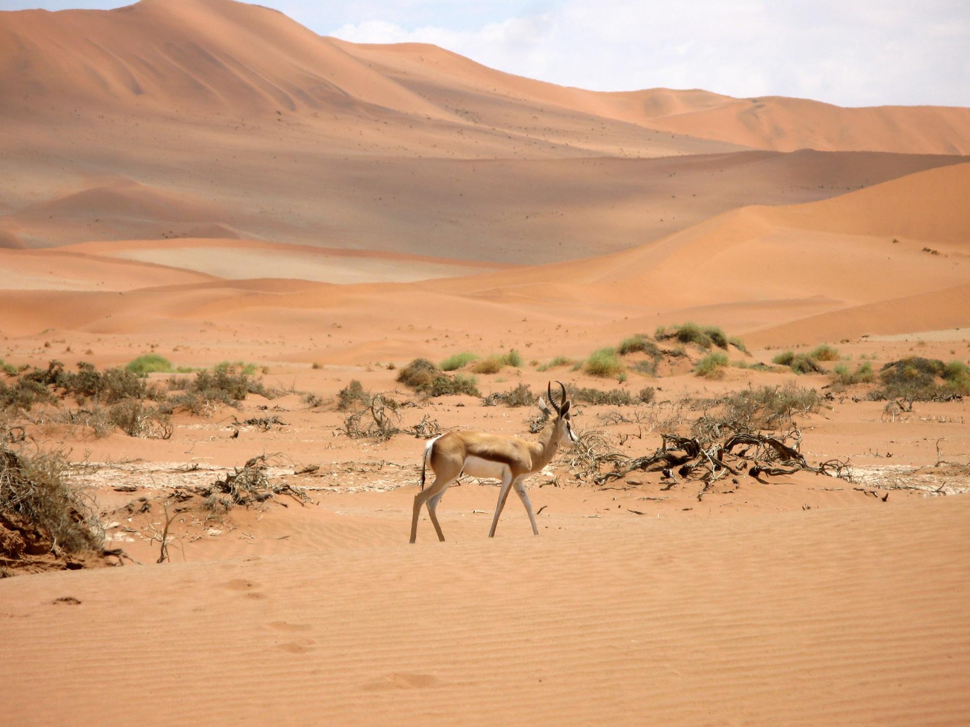 Eine Gazelle, die mitten in einer Wüste steht
