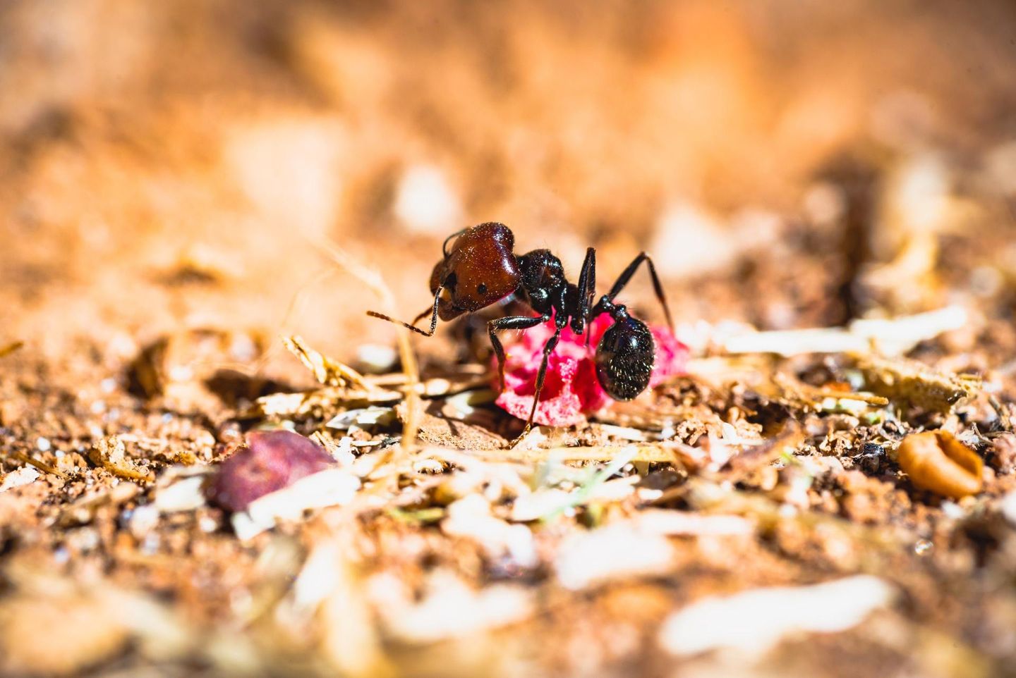 Fire Ant Control