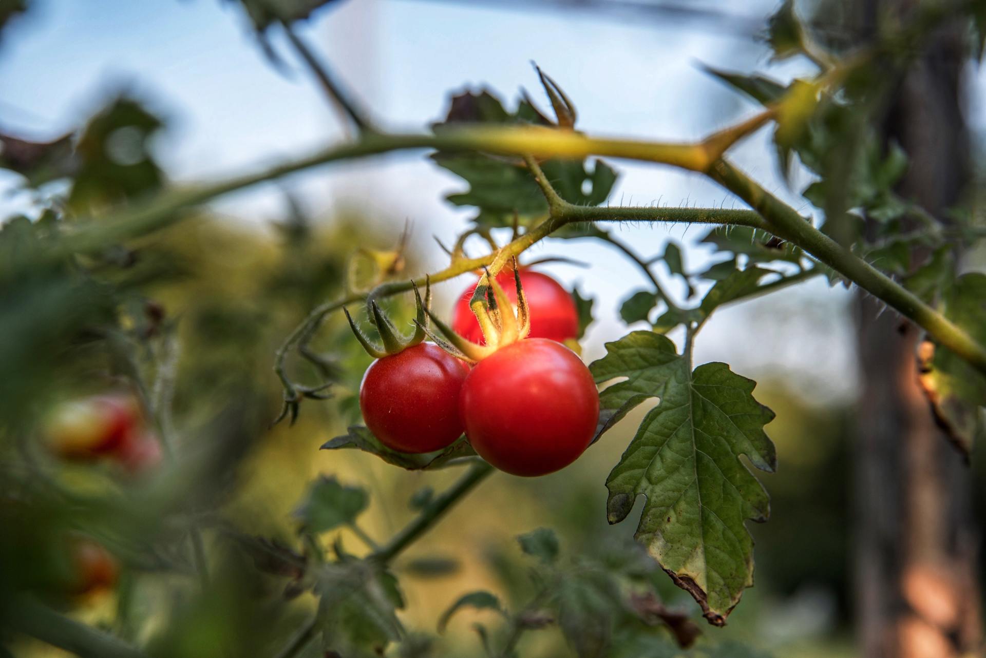 Vine ripening tomatoes