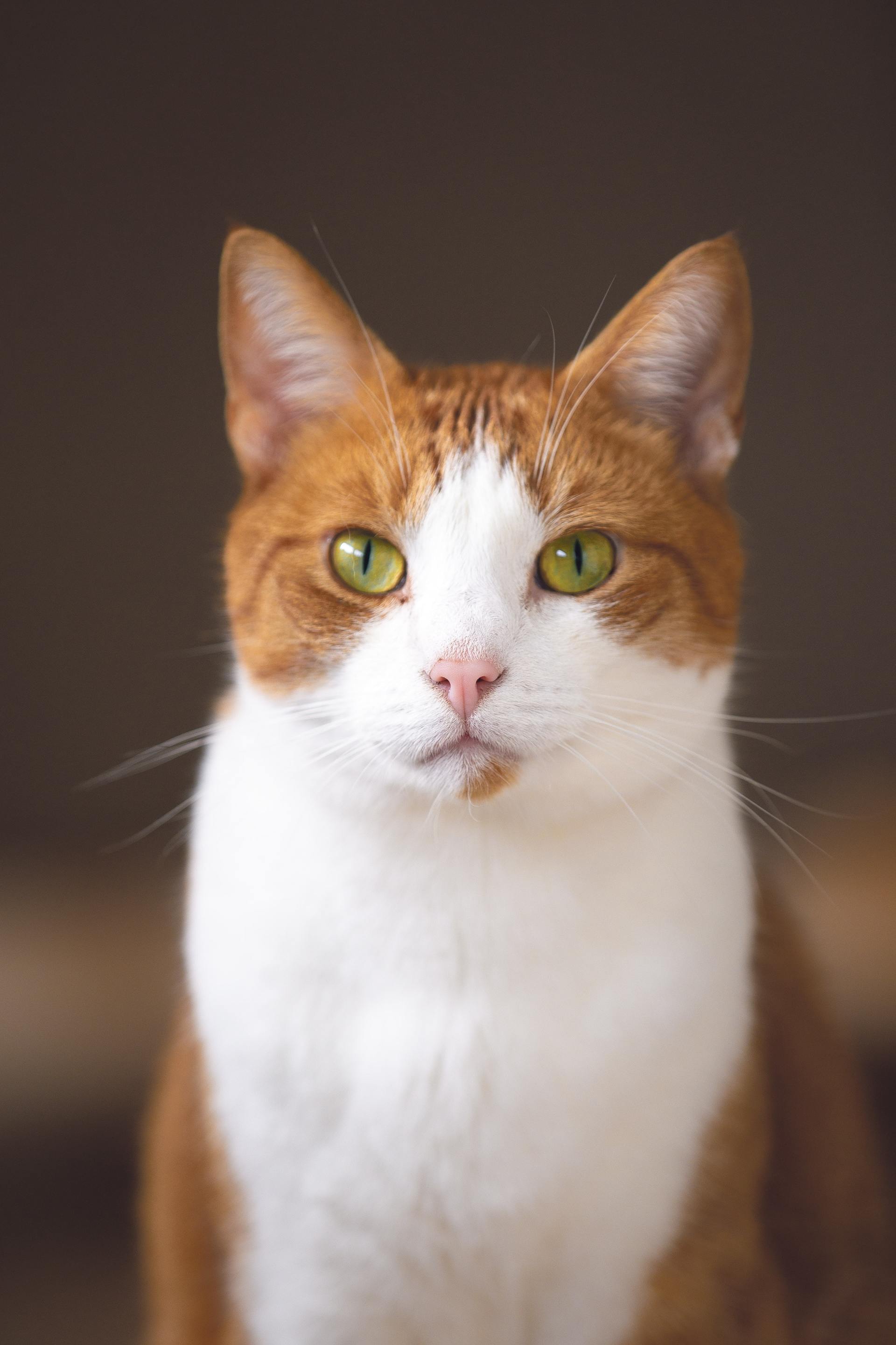 accessori per gatti
