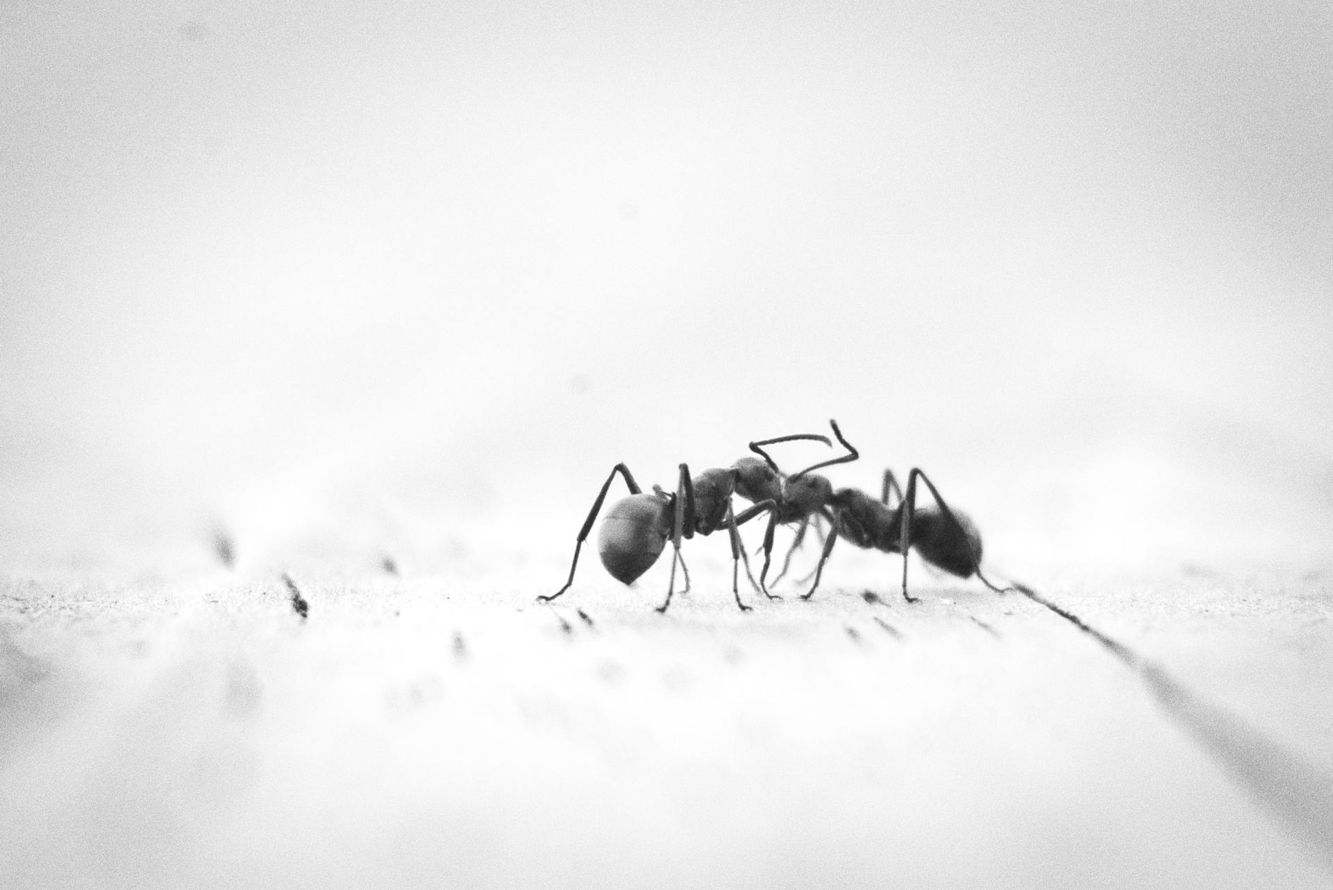 General-Pests