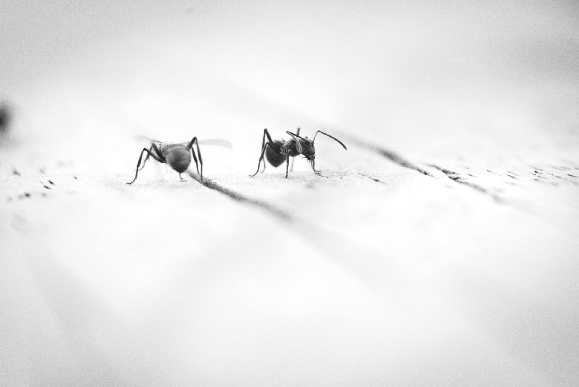 Ant-Control