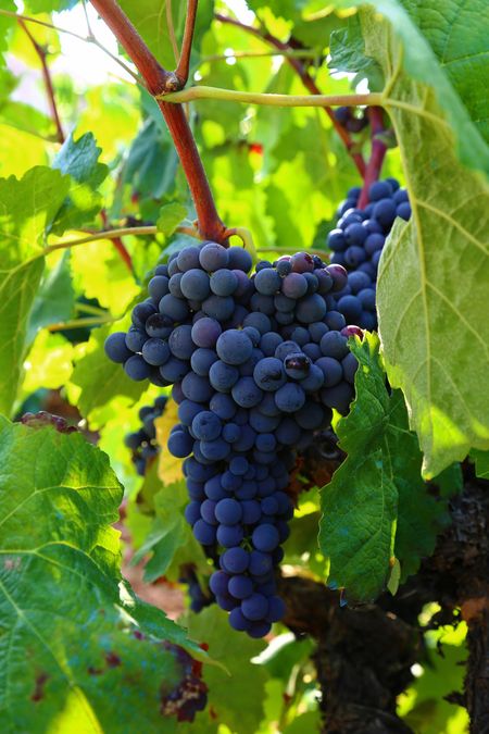 Texas Grapes