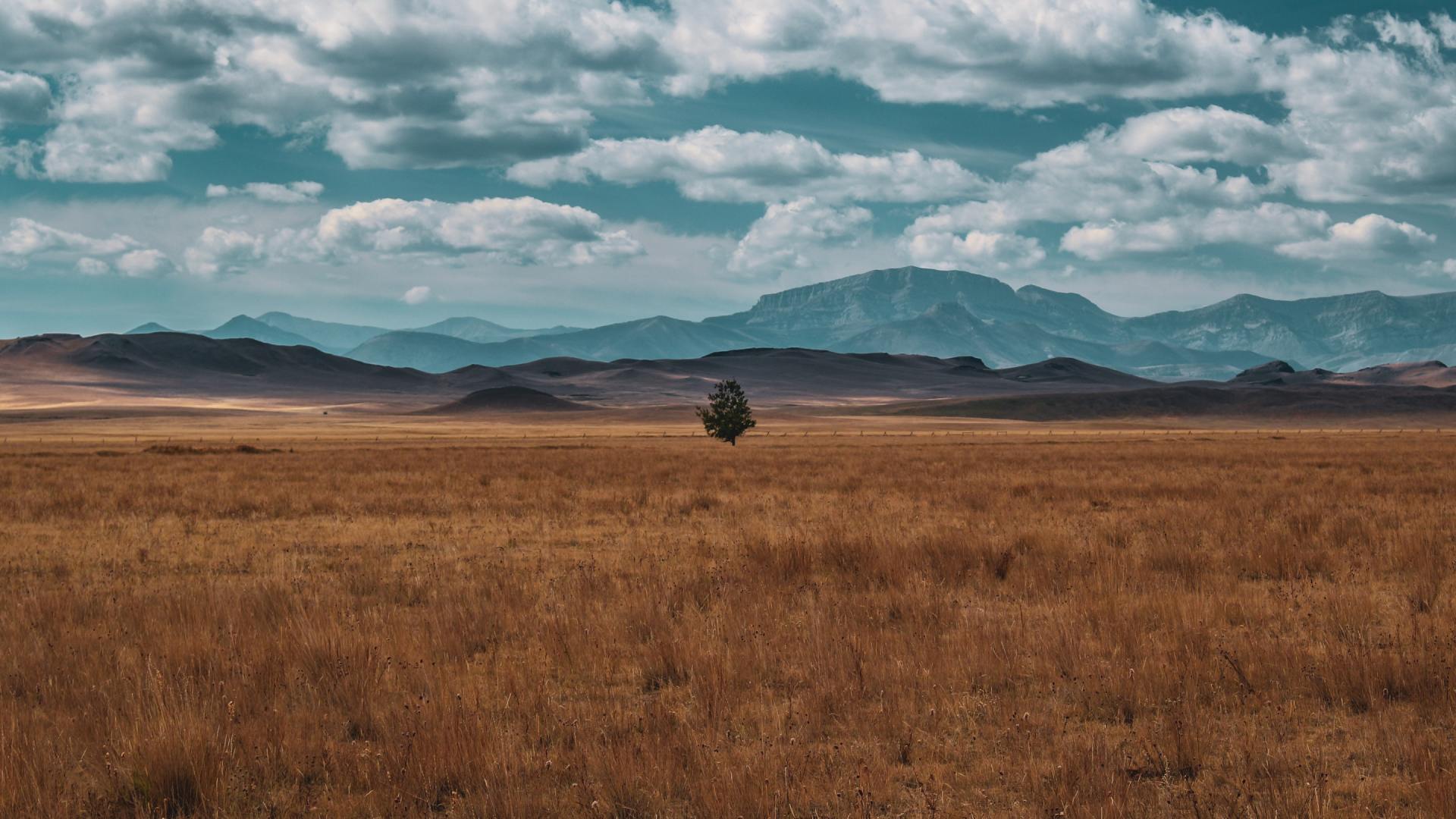 field with tree
