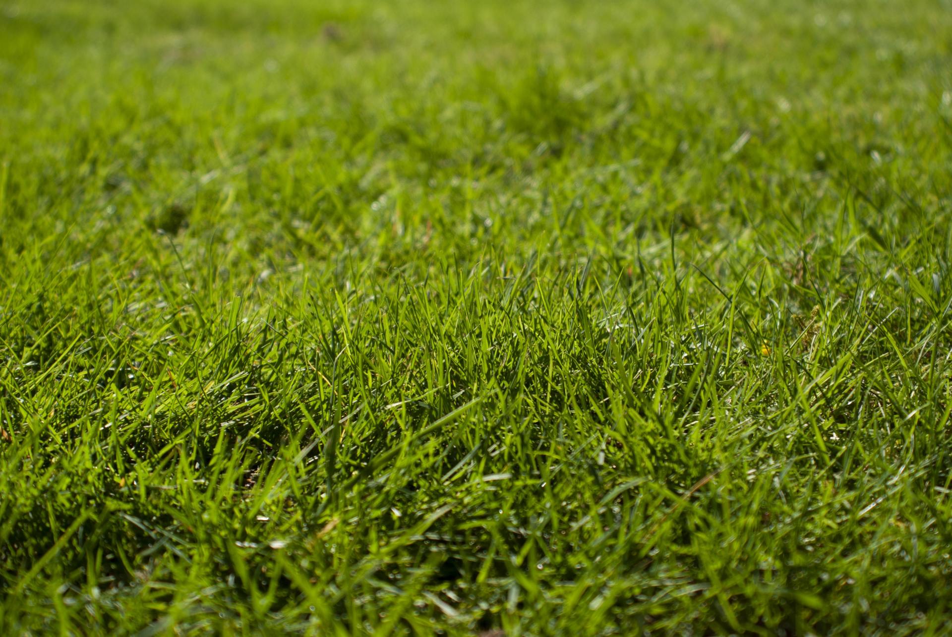 A patch of green and fresh grass