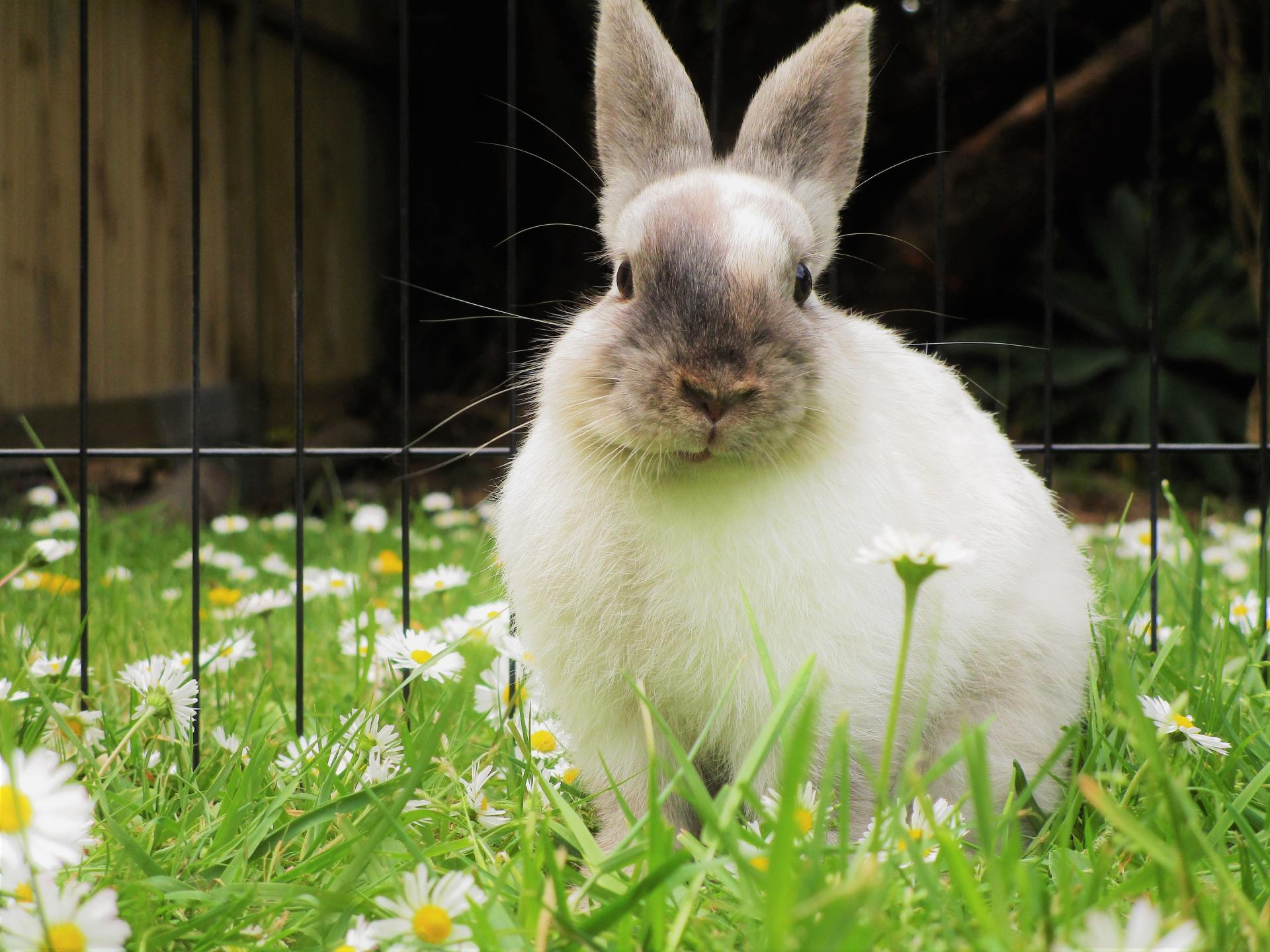 Rabbits