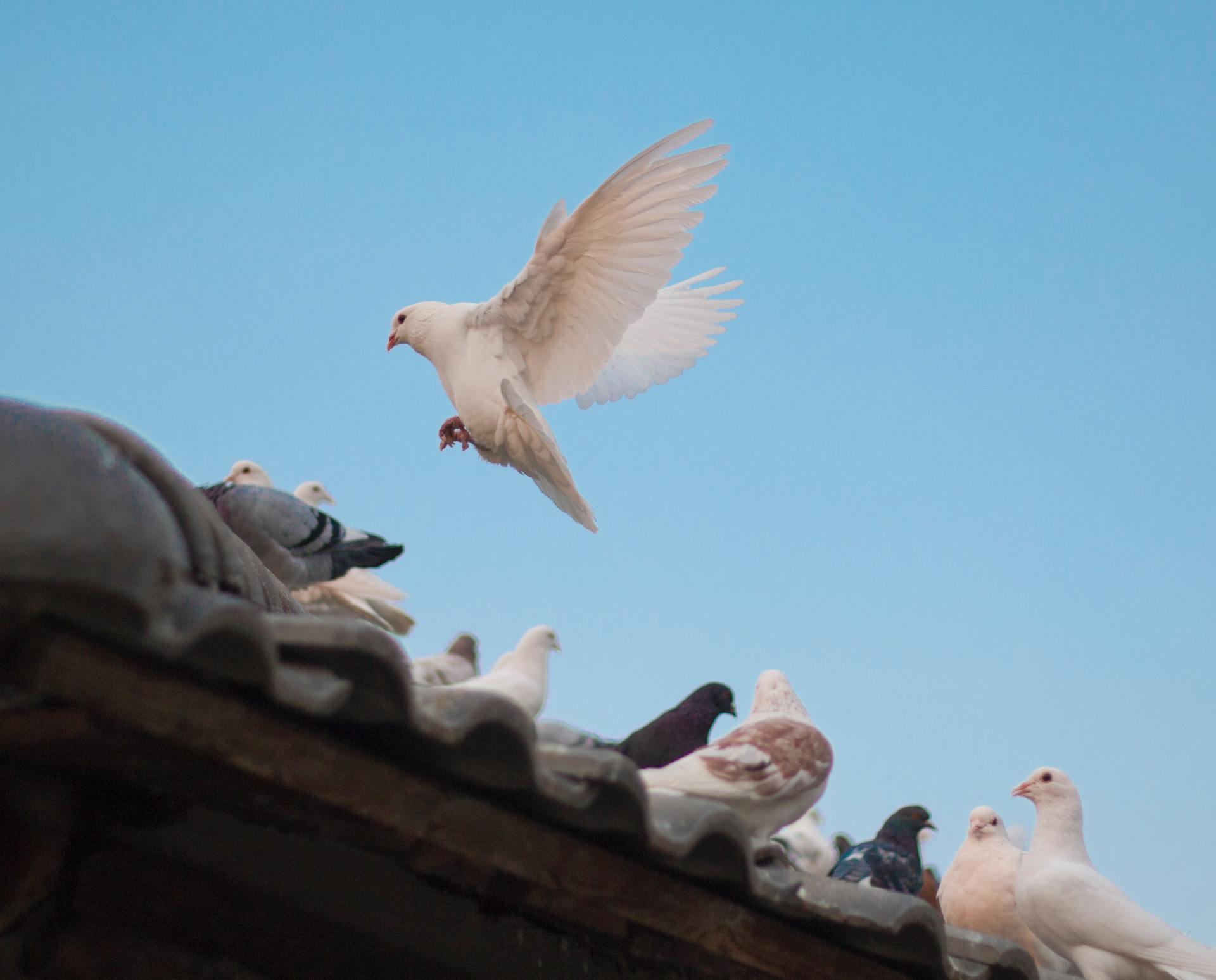 Birds