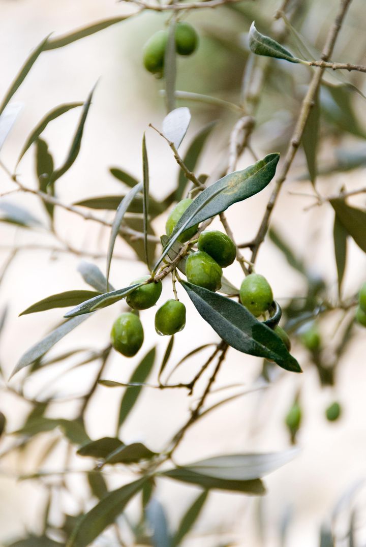 Ricette del territorio