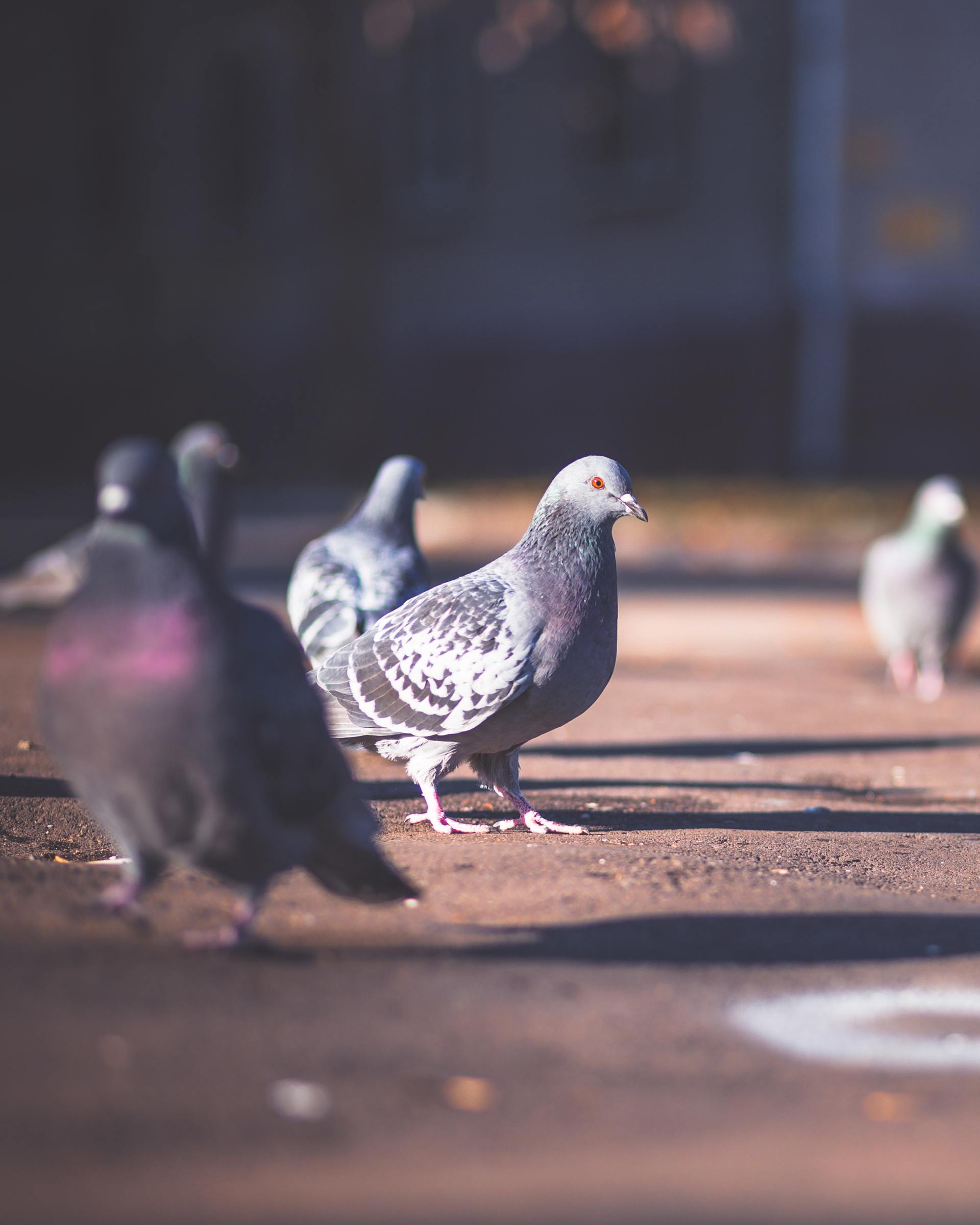 Pigeons