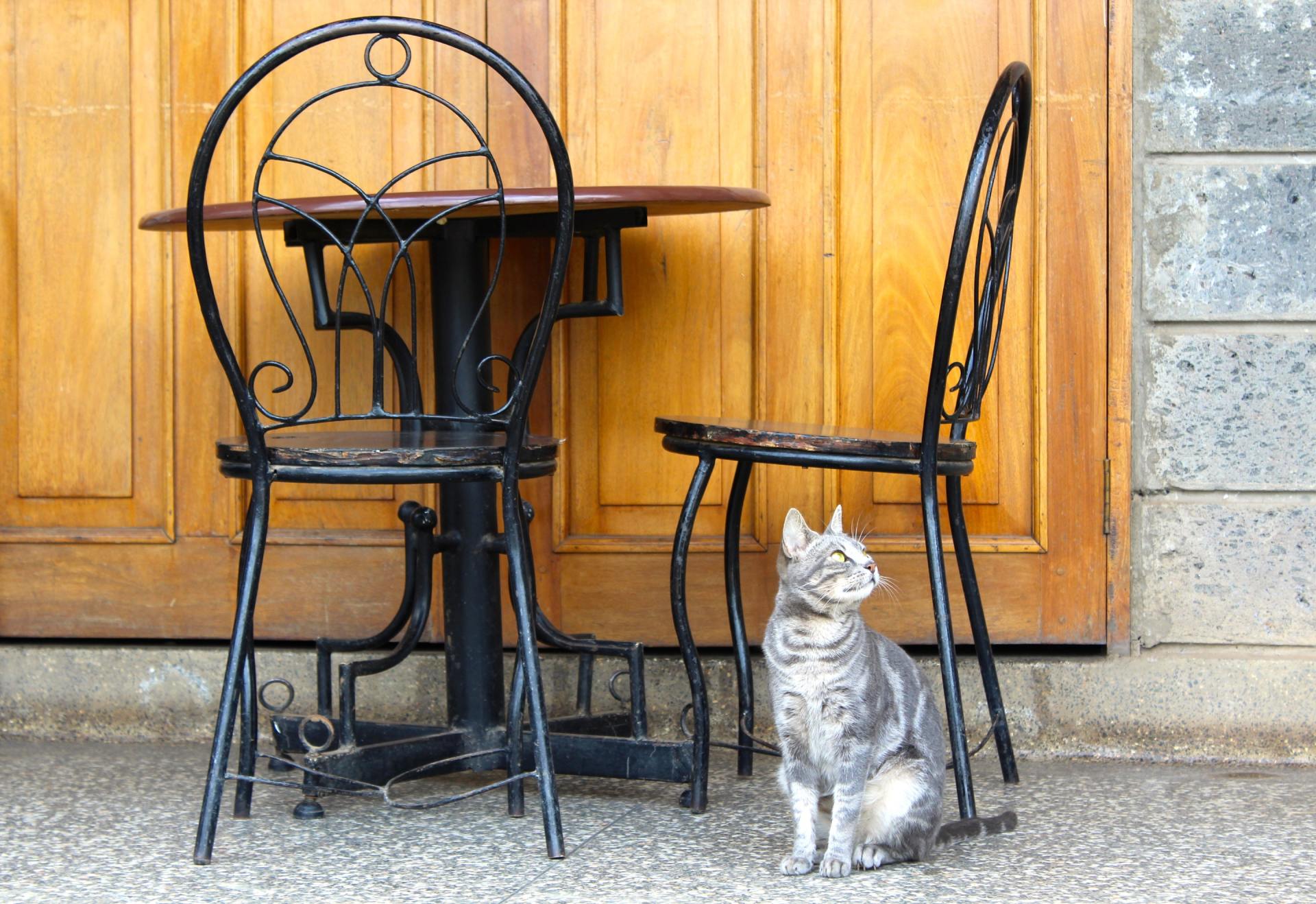 Un gatto soriano grigio è seduto per terra accanto a un tavolino e a due sedie di metallo nere