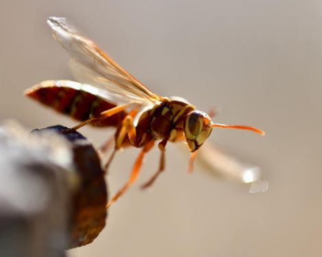 ant