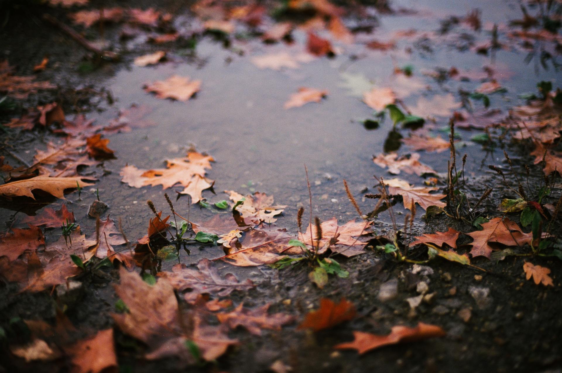 Wasserpfützen auf einem laubbedeckten Weg im Herbst.