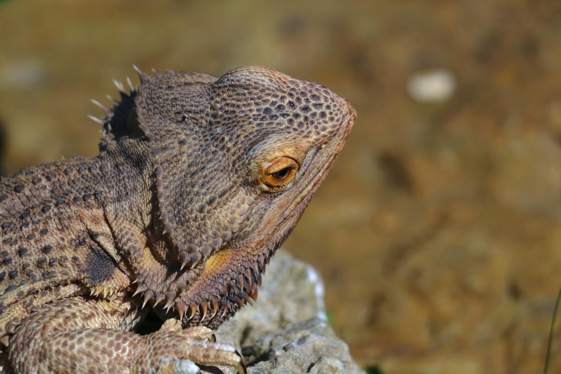 Bearded dragons