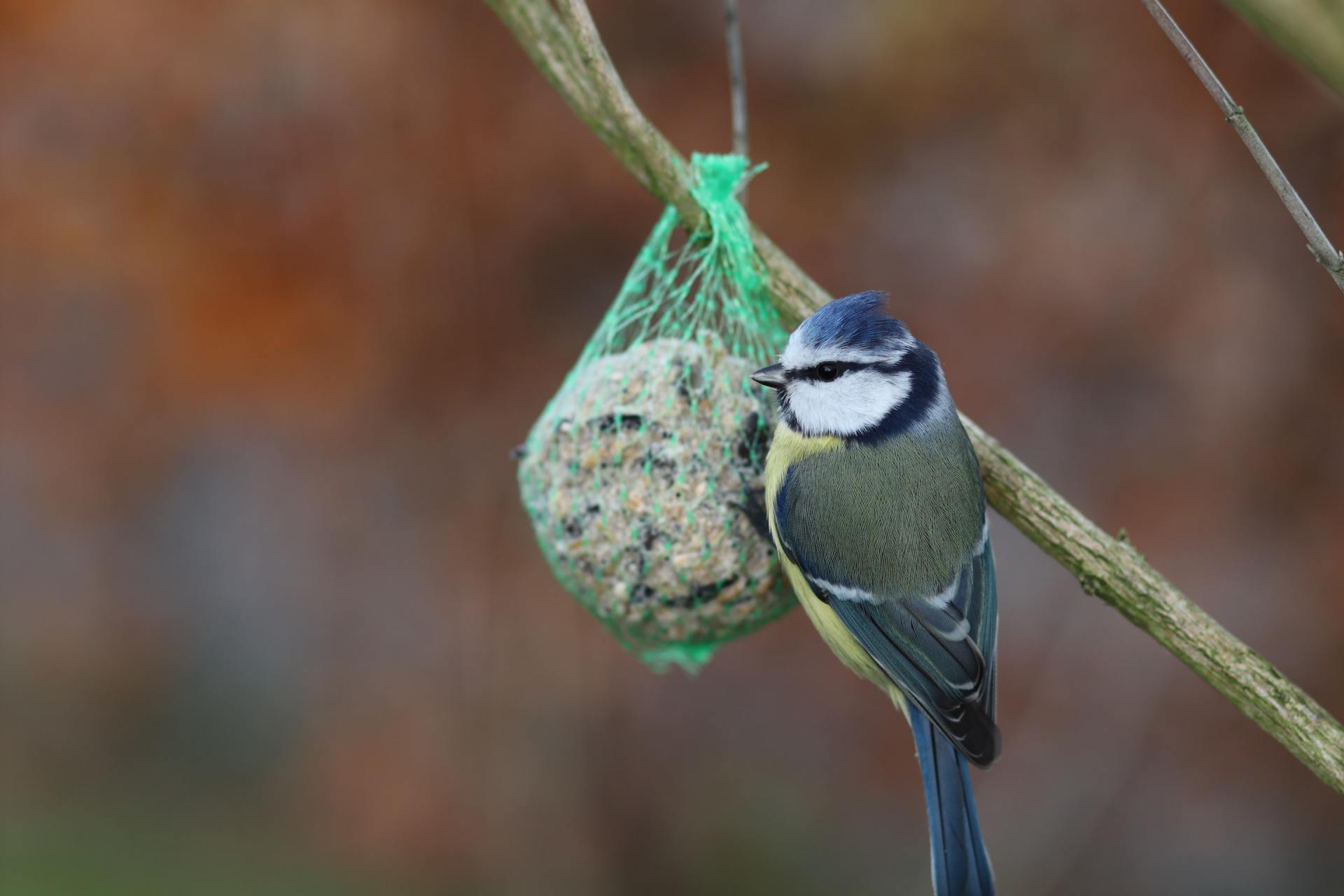 Garden birds