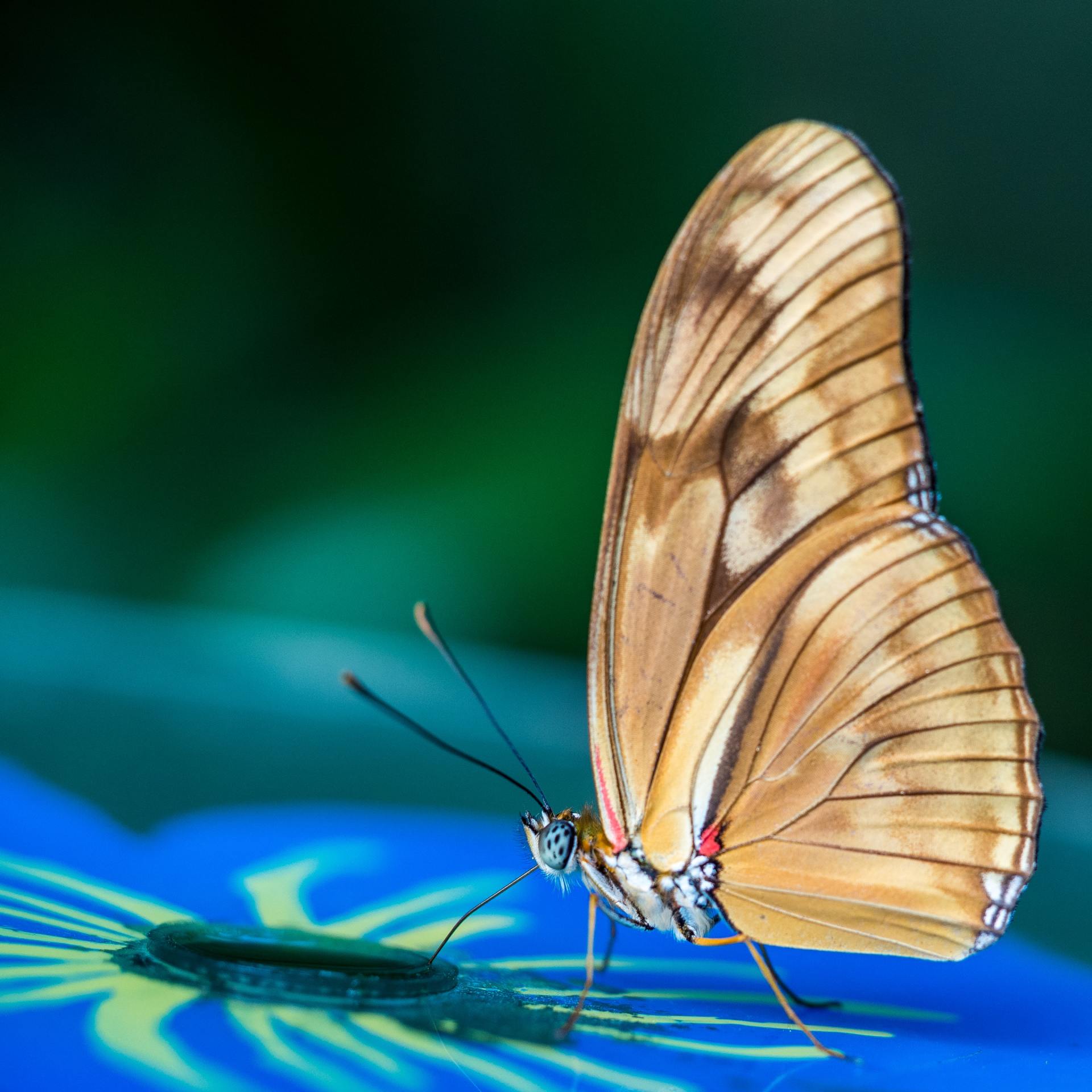 Een vlinder met lichtbruine en beige vleugels, zittend op een blauwe ondergrond, tegen een groene achtergrond.