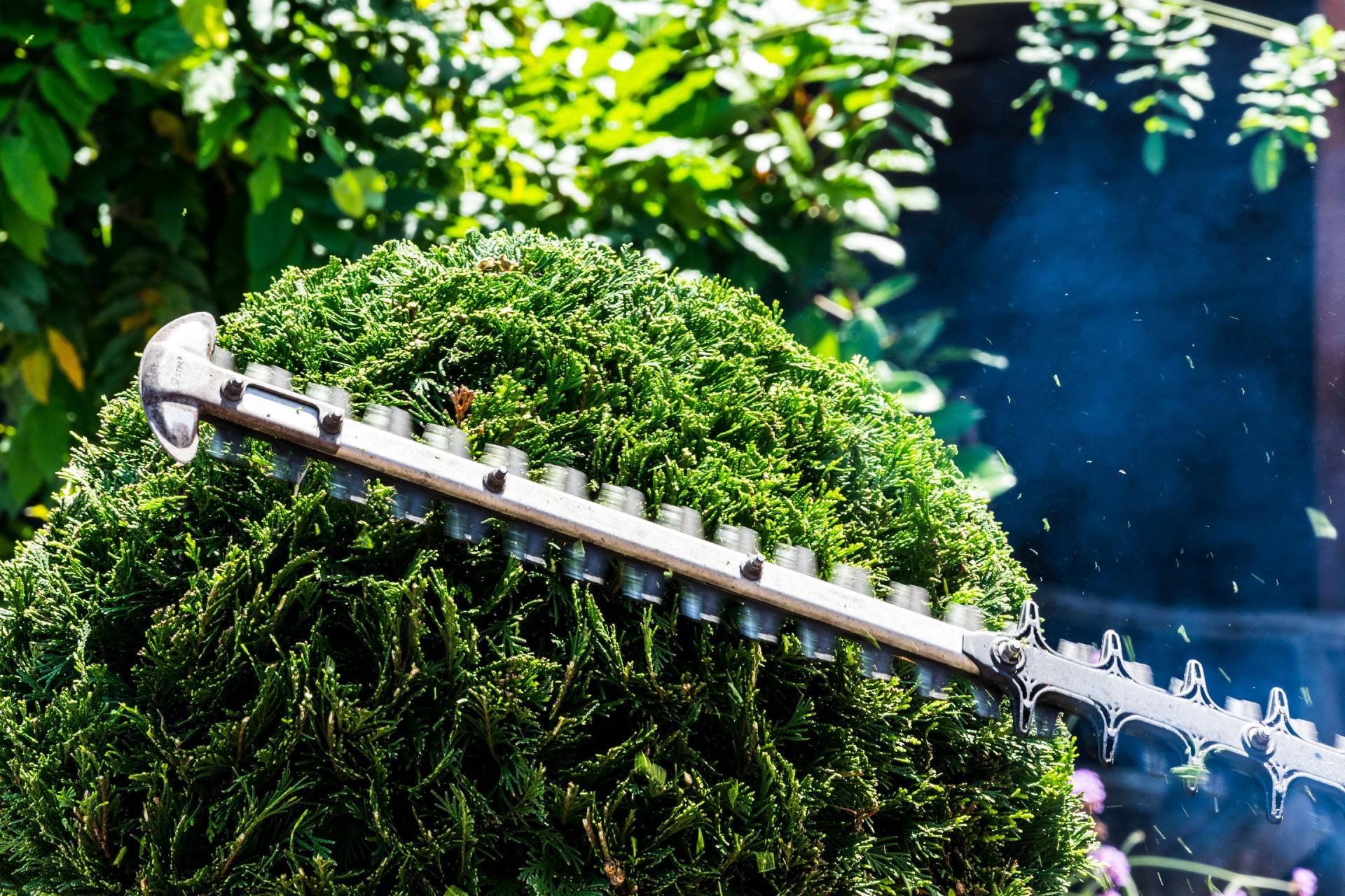Hedge trimmer cutting a green, round bush, with flying leaves, in a garden.
