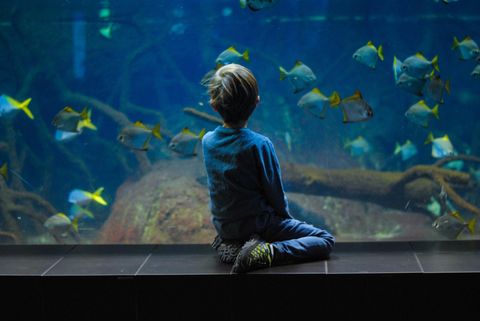 aquarium design