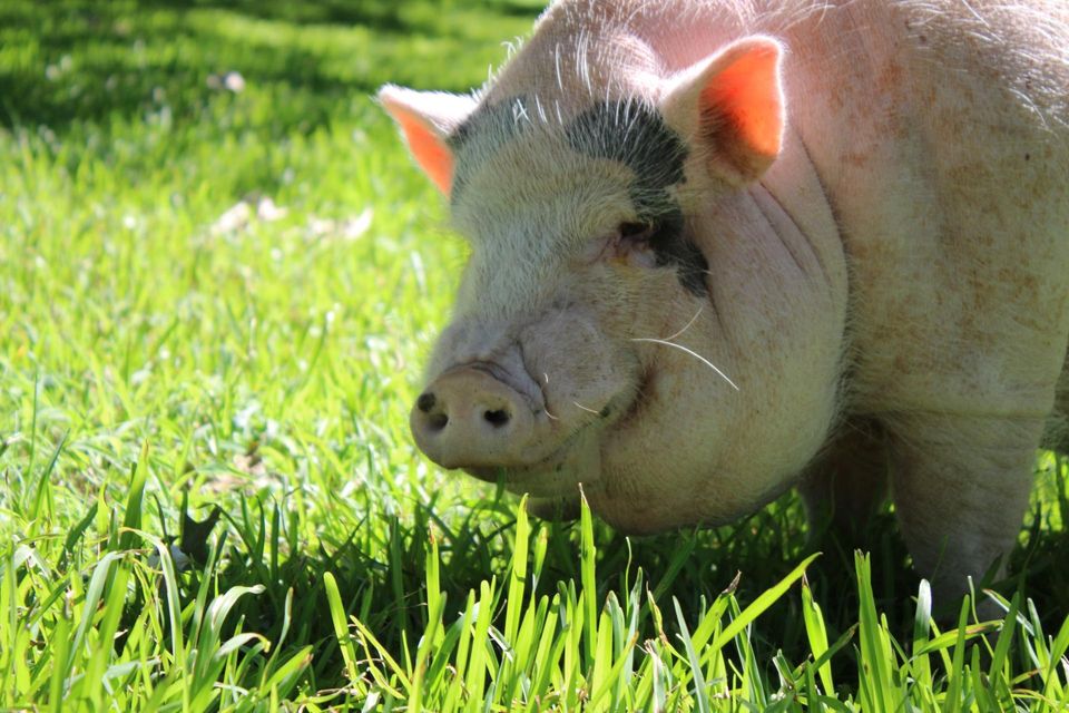 Pig in a Field