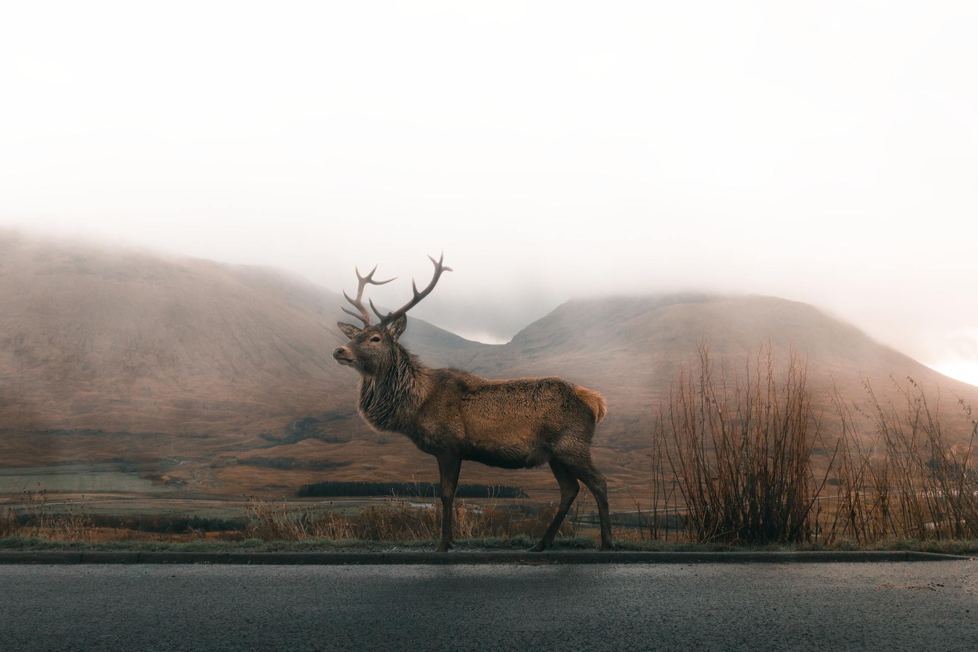 Avoiding Wildlife on the Road