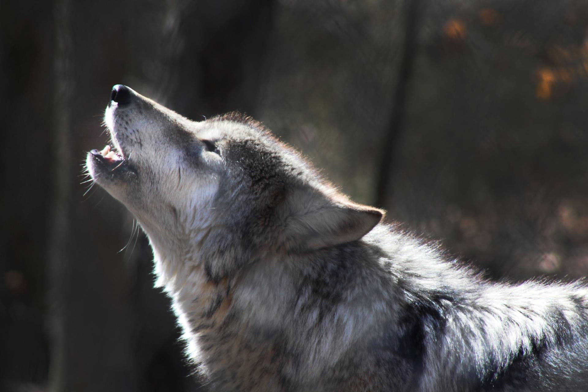 Howling wolf