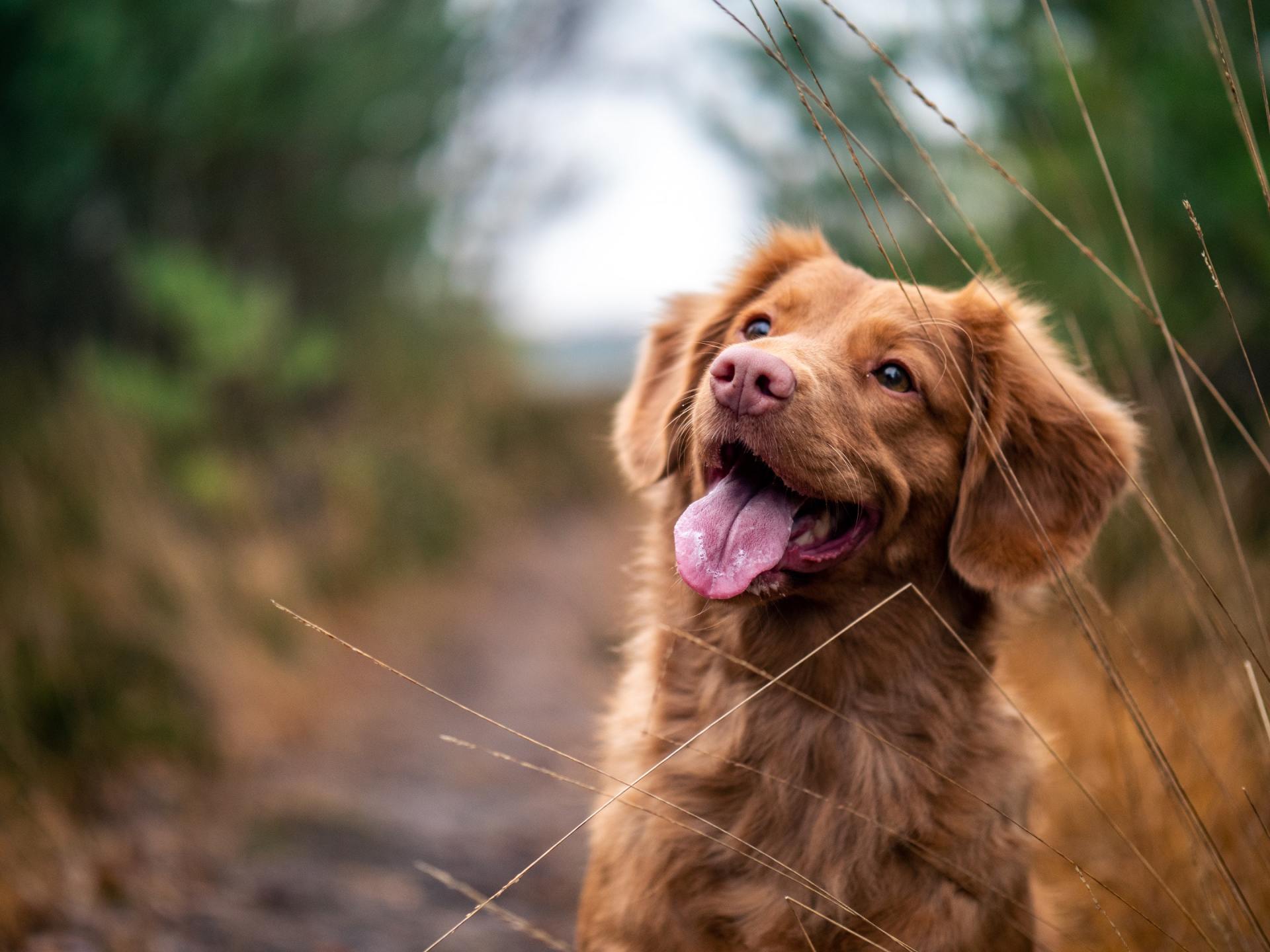 A Nova Scotia Duck Tolling Retriever with golden-brown fur and a happy expression, looking up while outdoors.