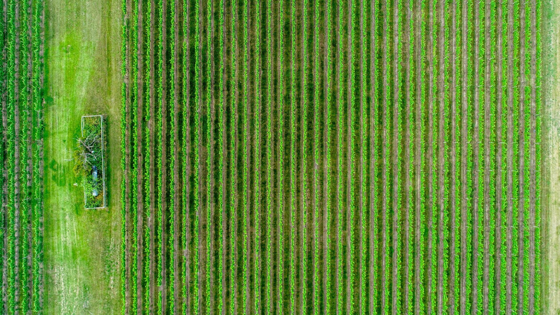 Aerial view of a green field with neat rows of crops, suggesting a cultivated agricultural landscape.