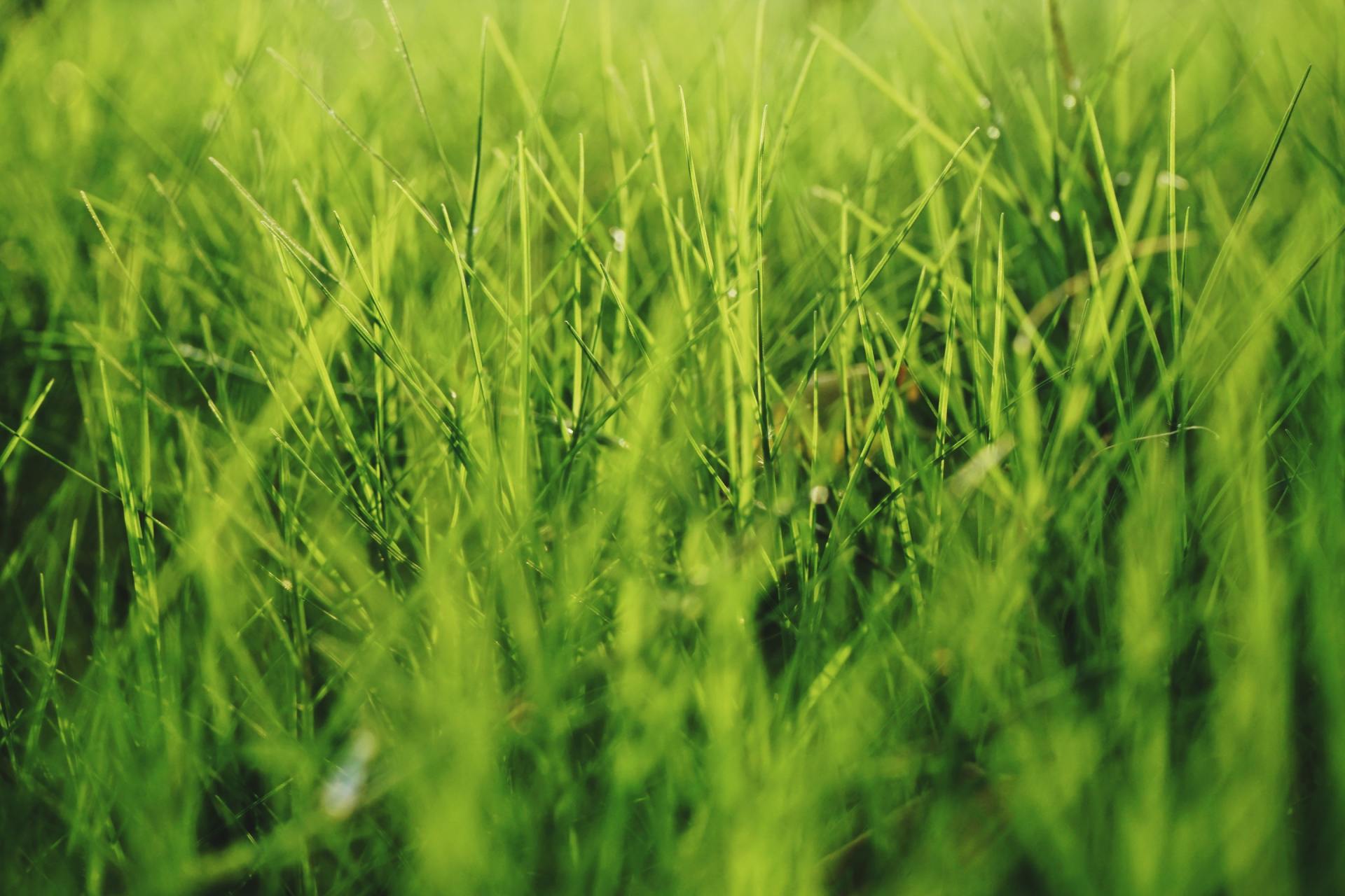 Lawn Care Maintenance for Raleigh, NC